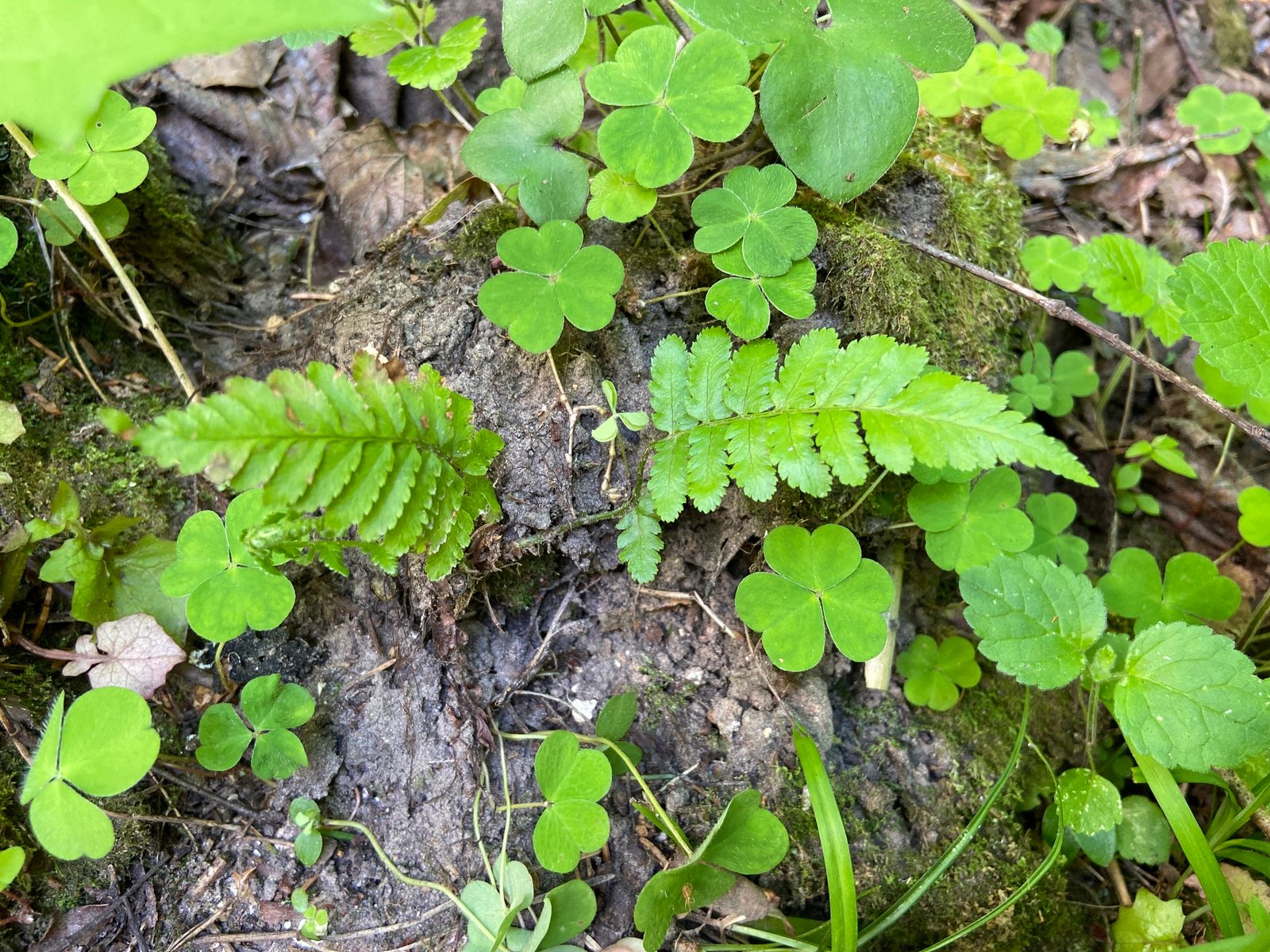 Male fern