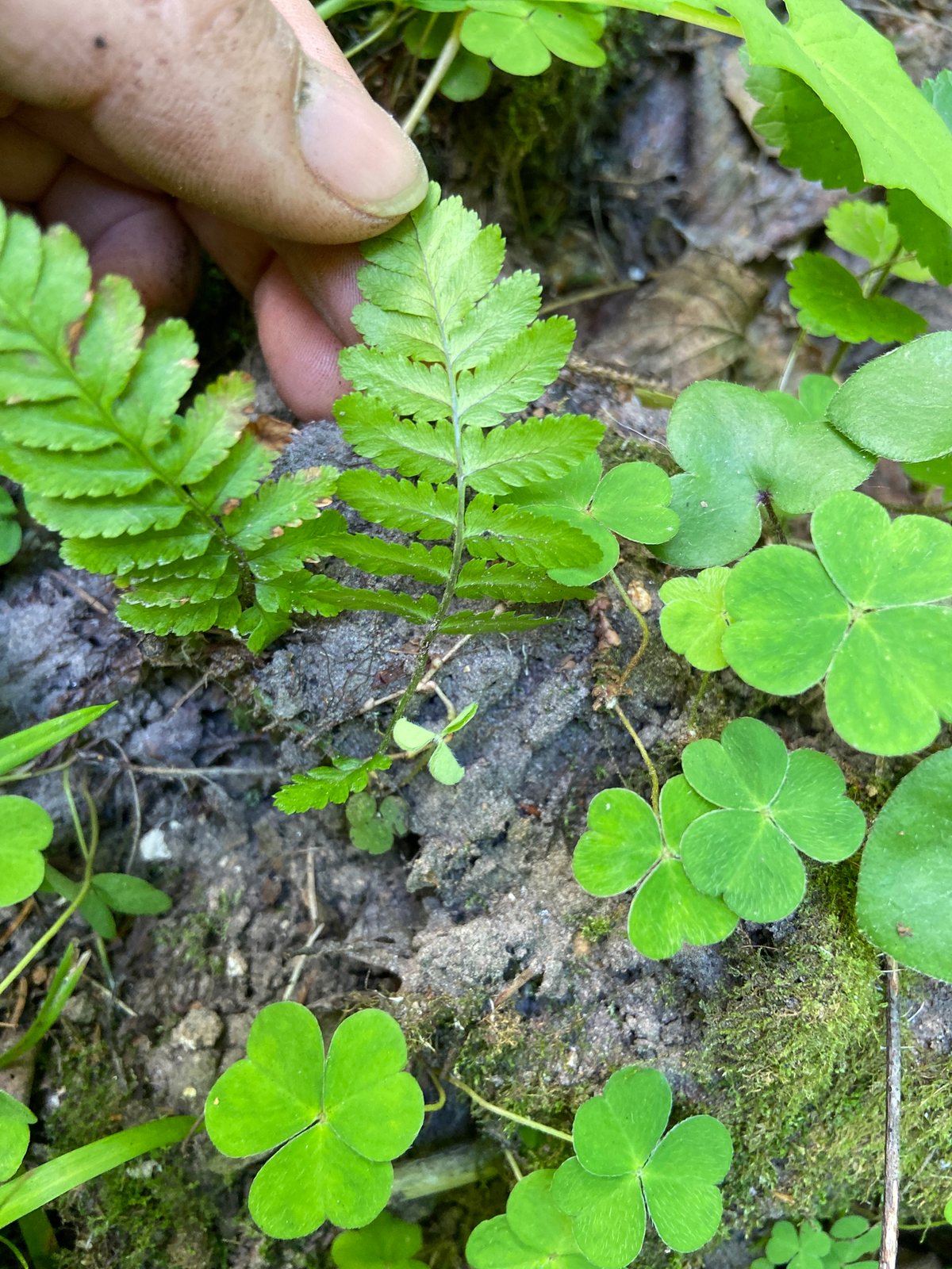 Male fern