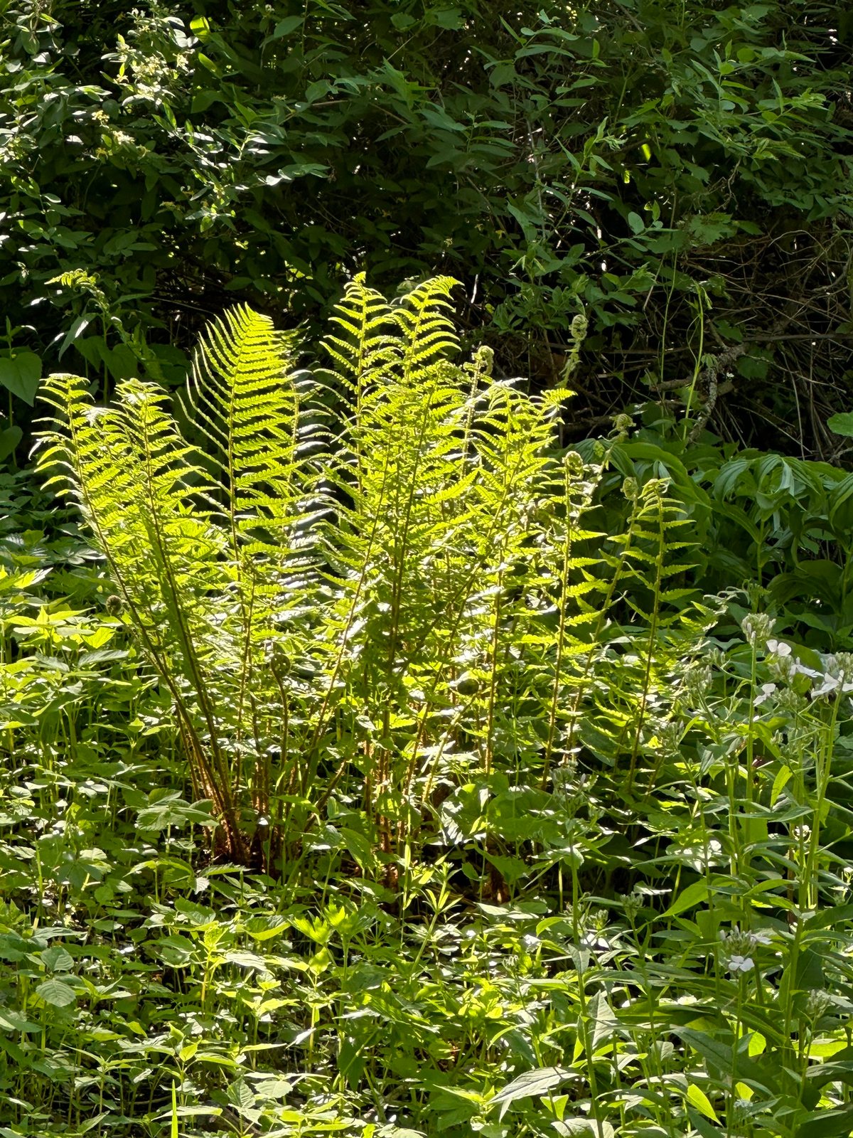 Male fern