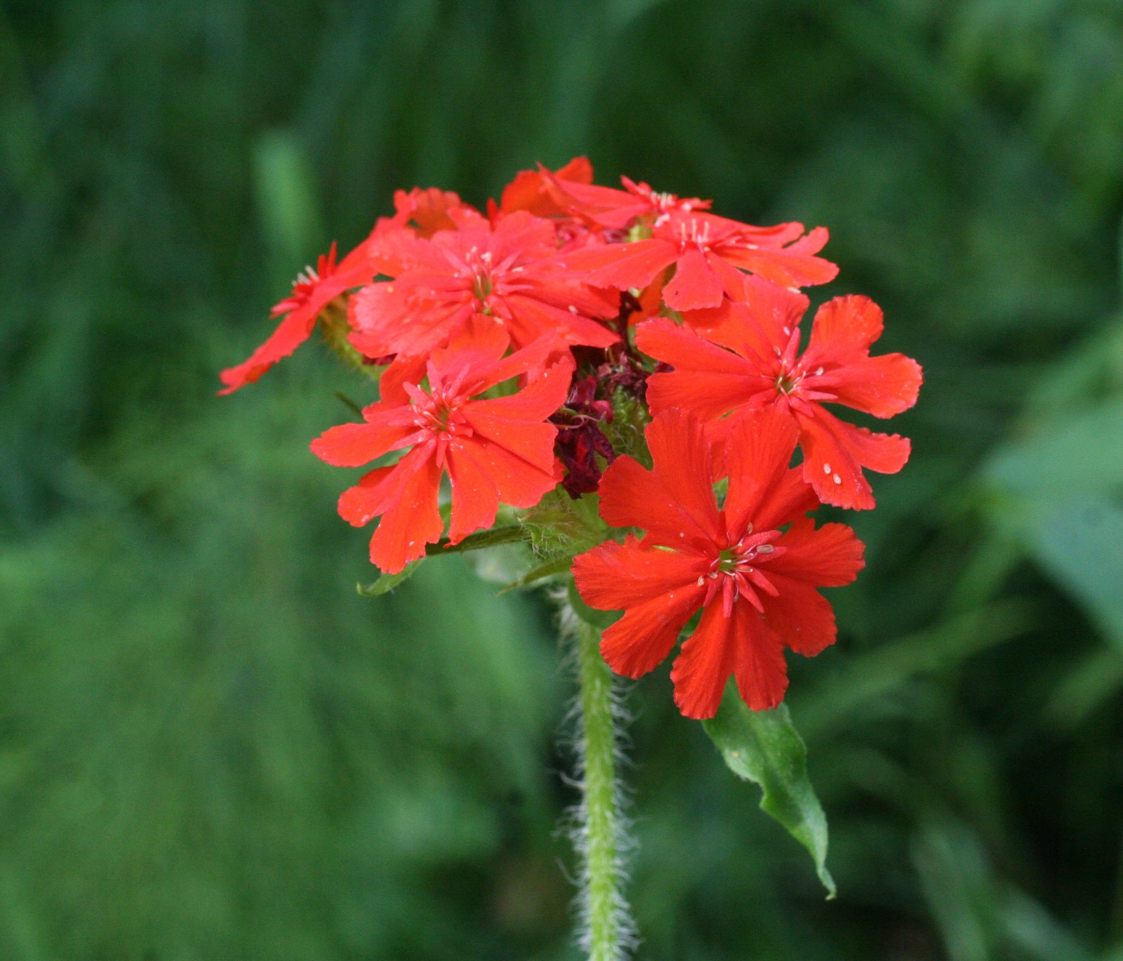 Maltese cross