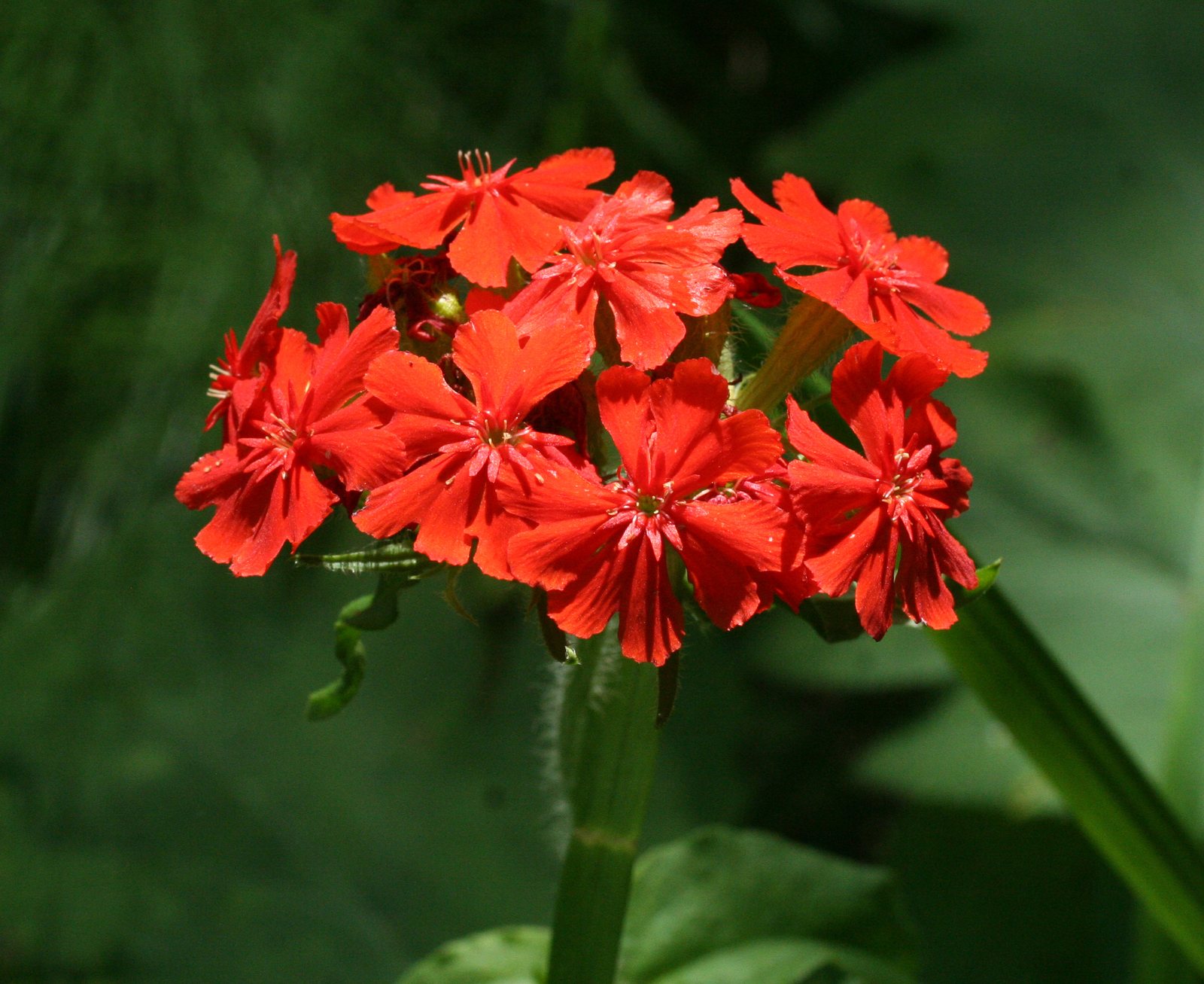Maltese cross