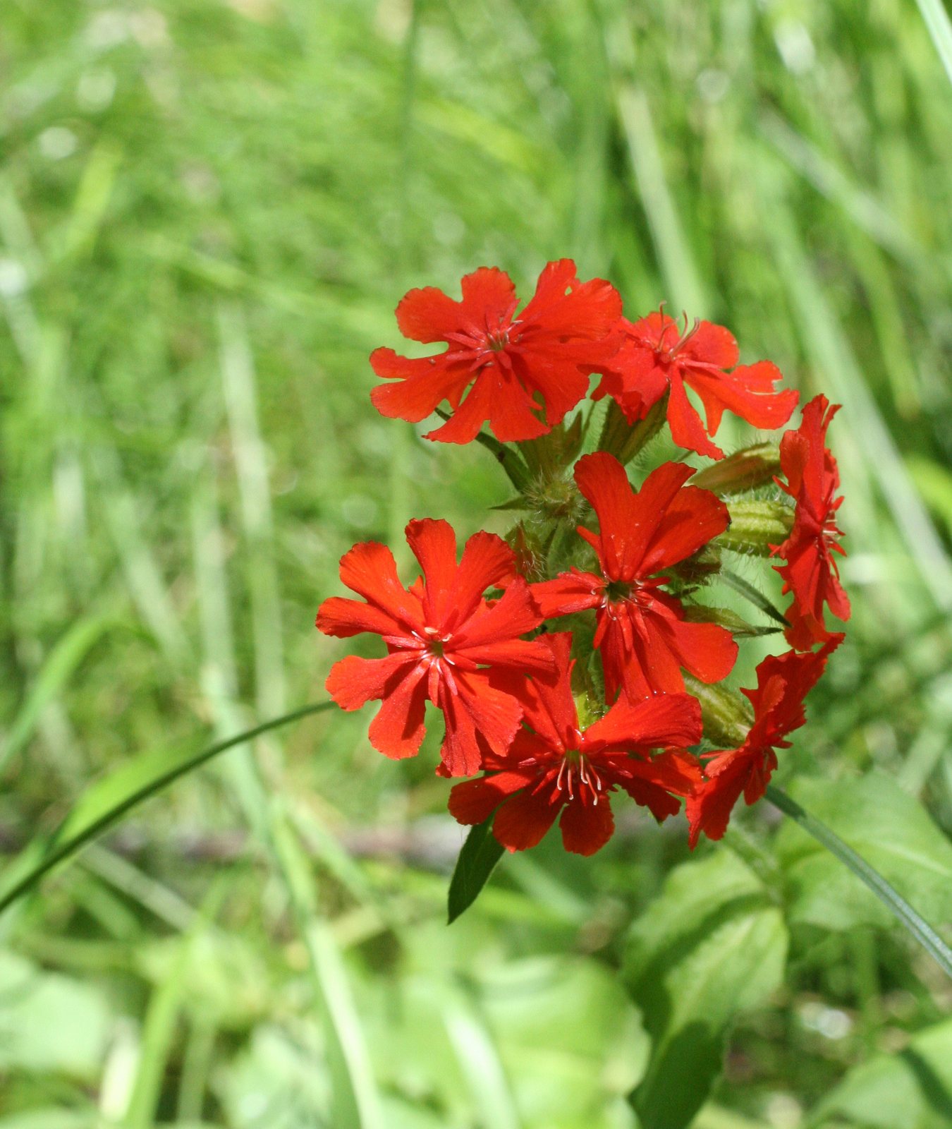 Maltese cross
