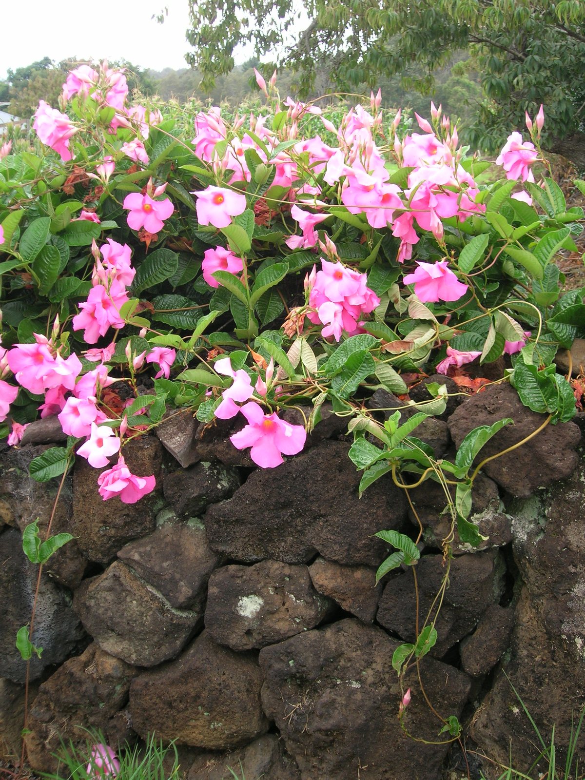 Mandevilla