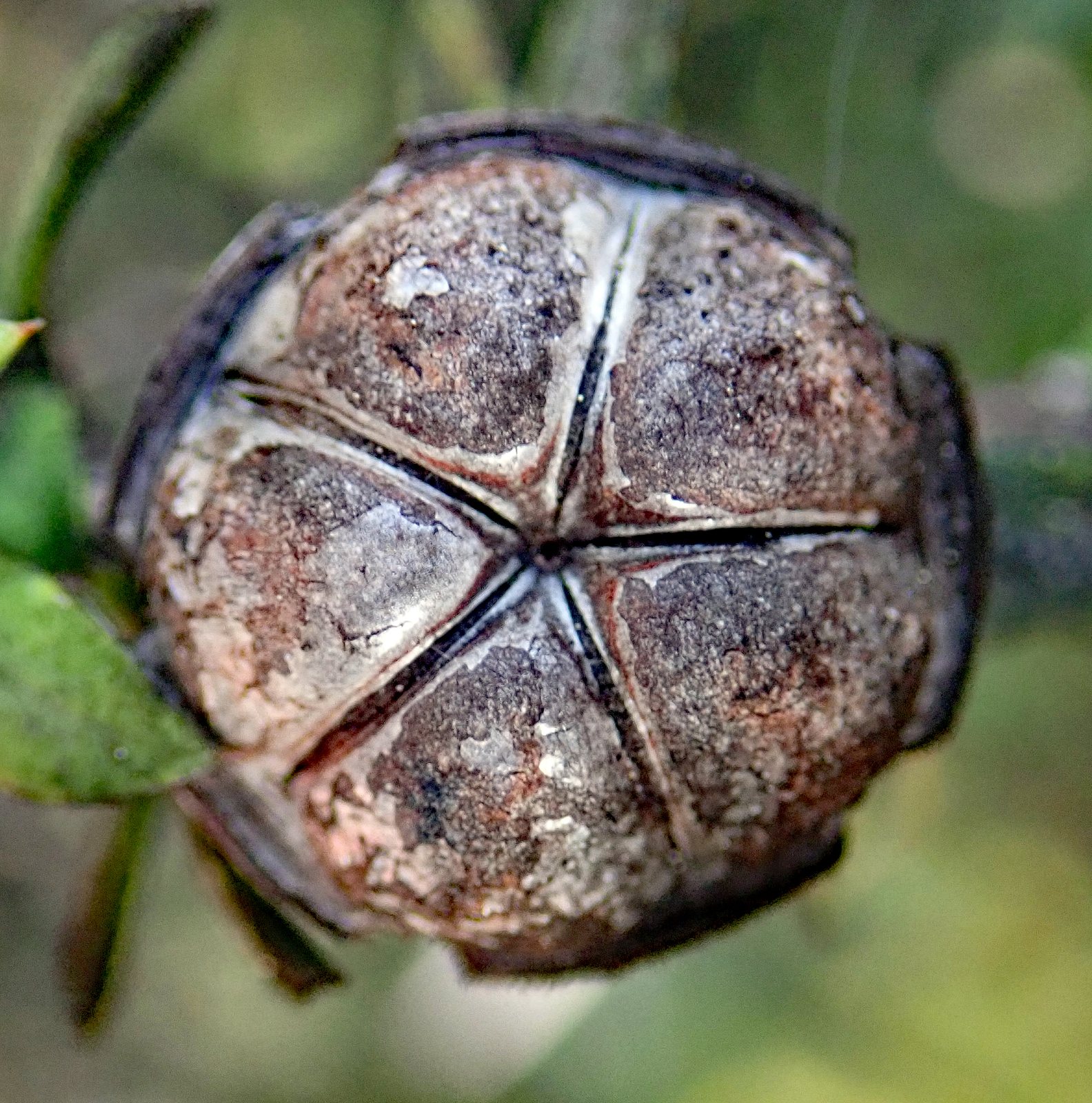 Manuka