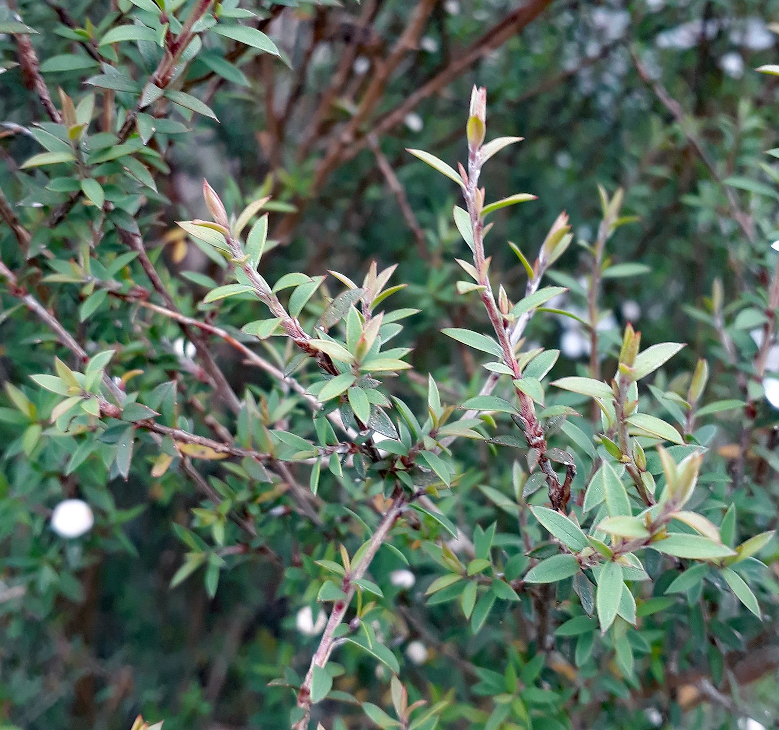 Manuka
