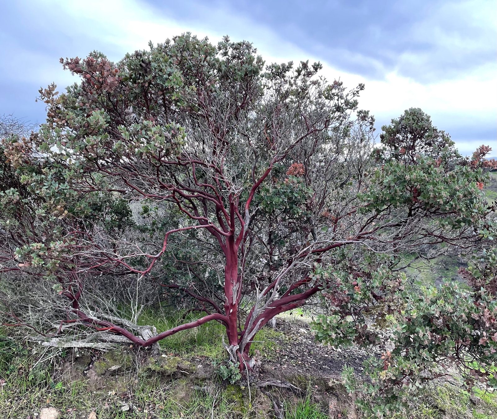 Manzanita 'Emerald Carpet'