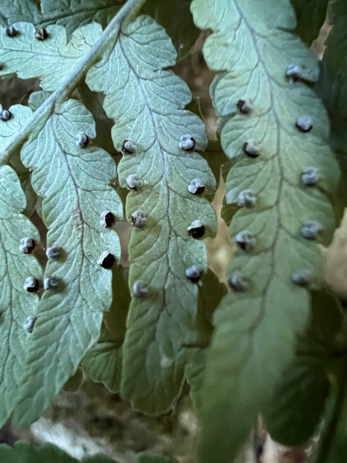 Marginal wood fern