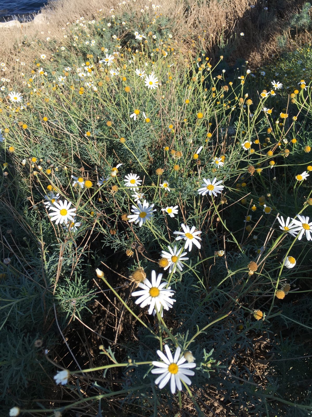 Marguerite daisy
