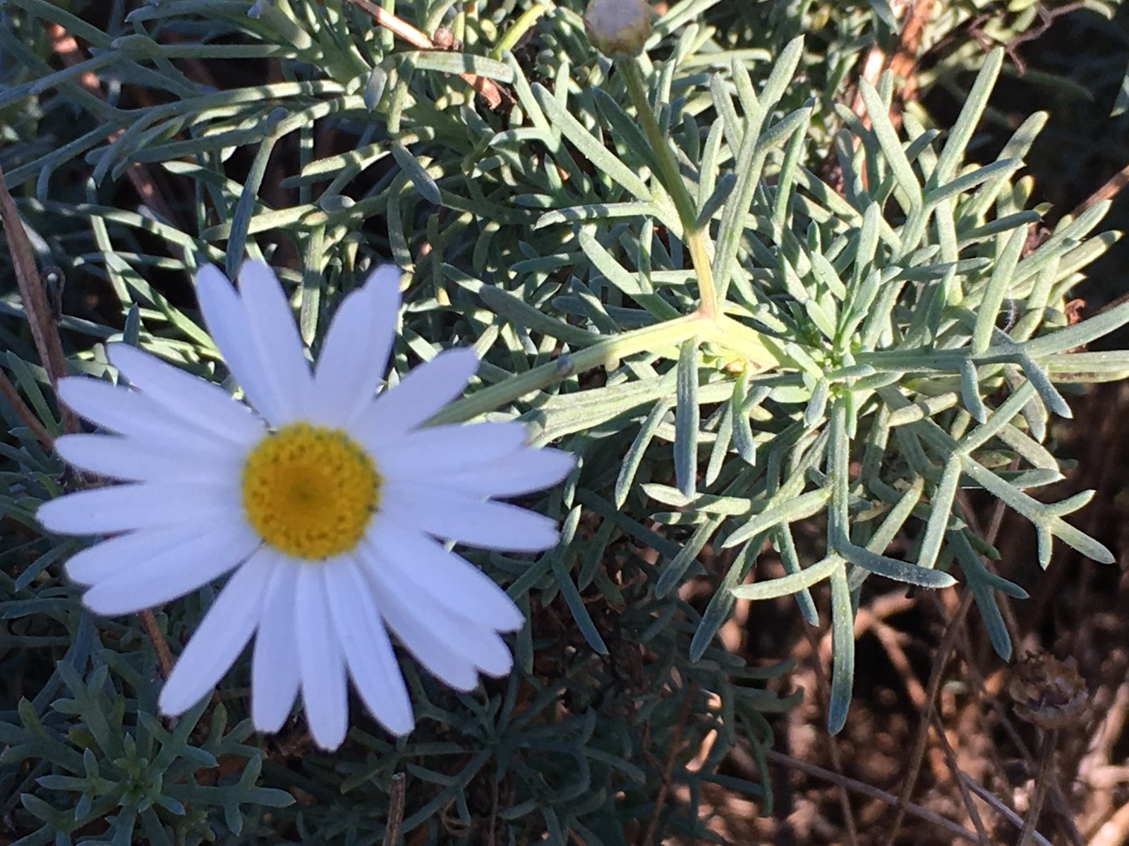 Marguerite daisy