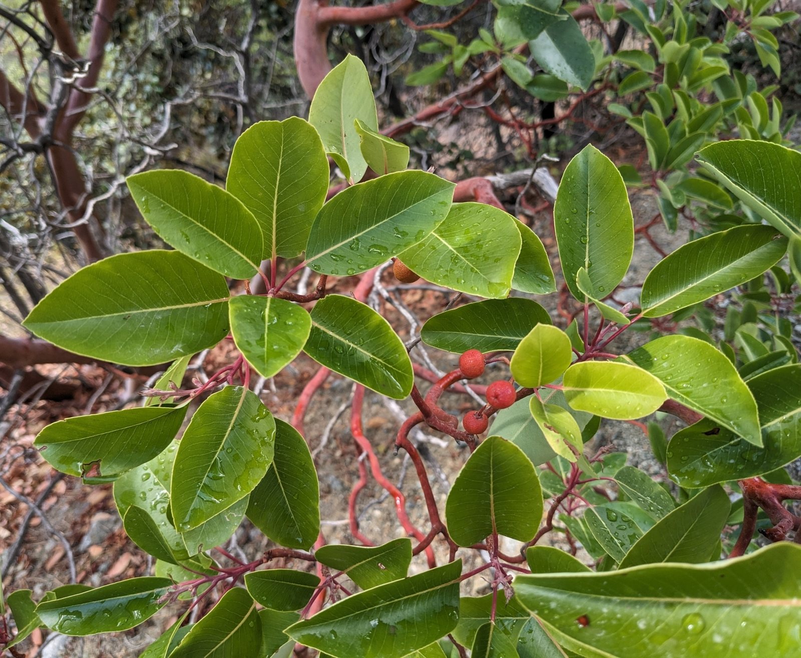 Marina strawberry tree