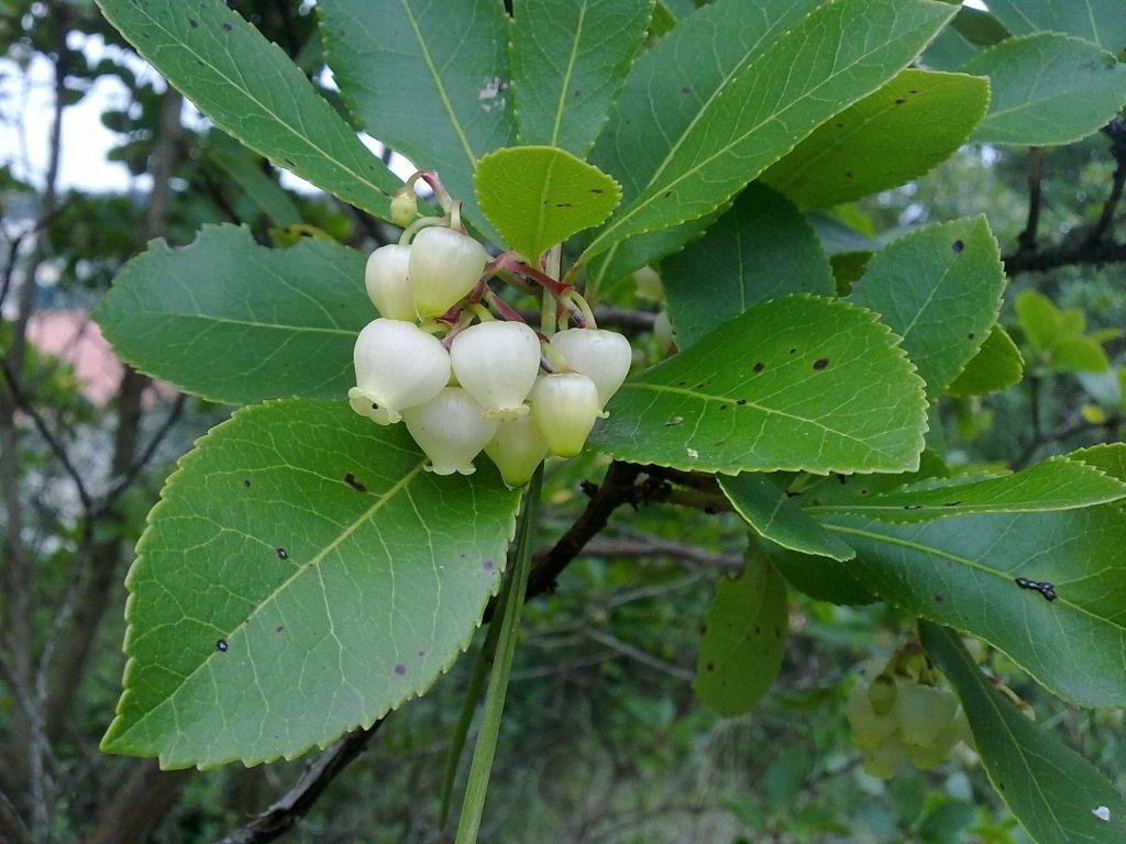 Marina strawberry tree