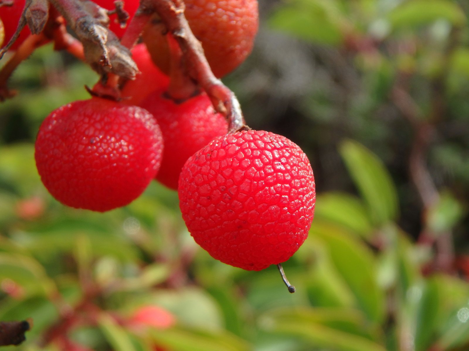 Marina strawberry tree