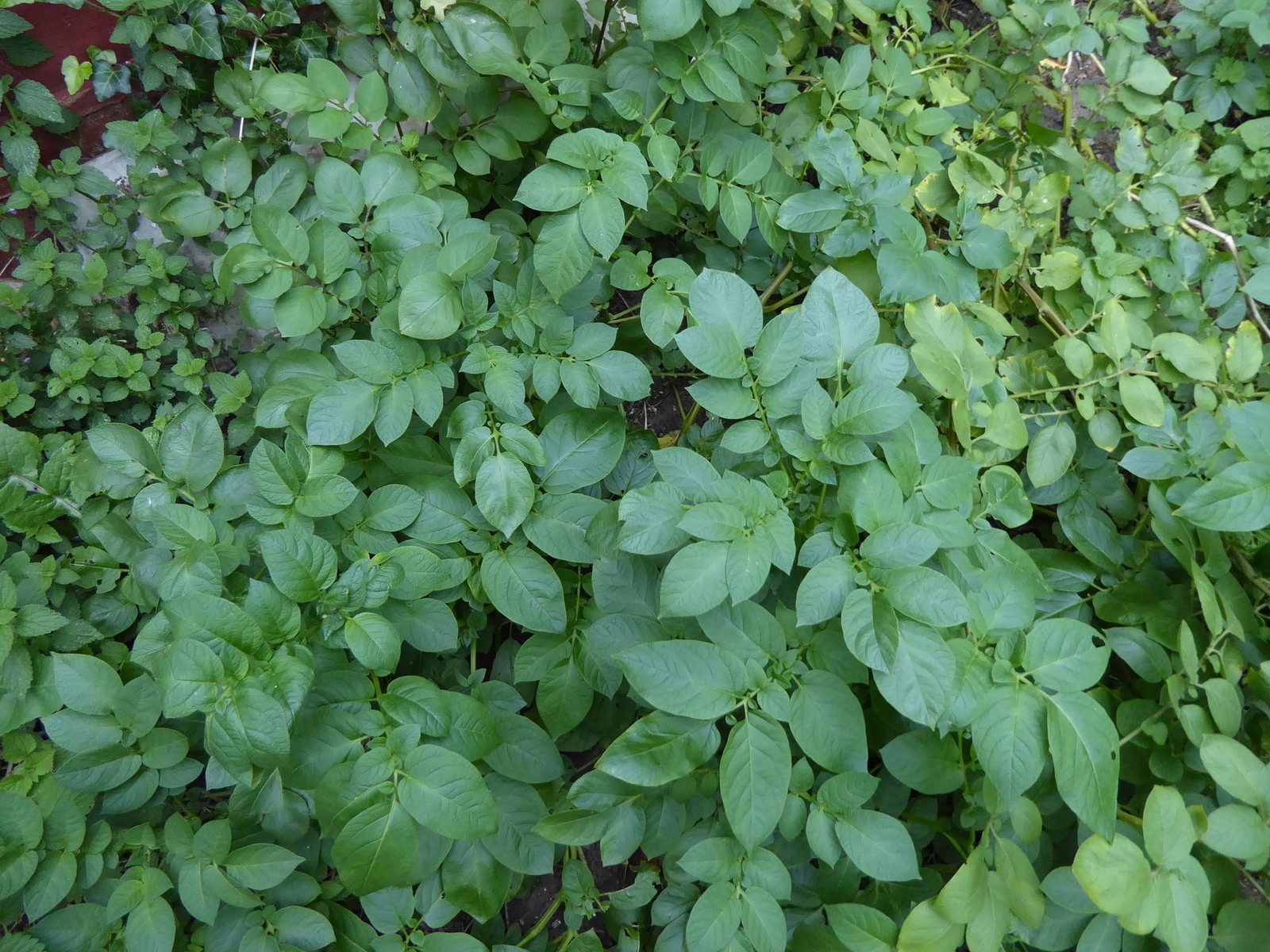 Maris Piper potato