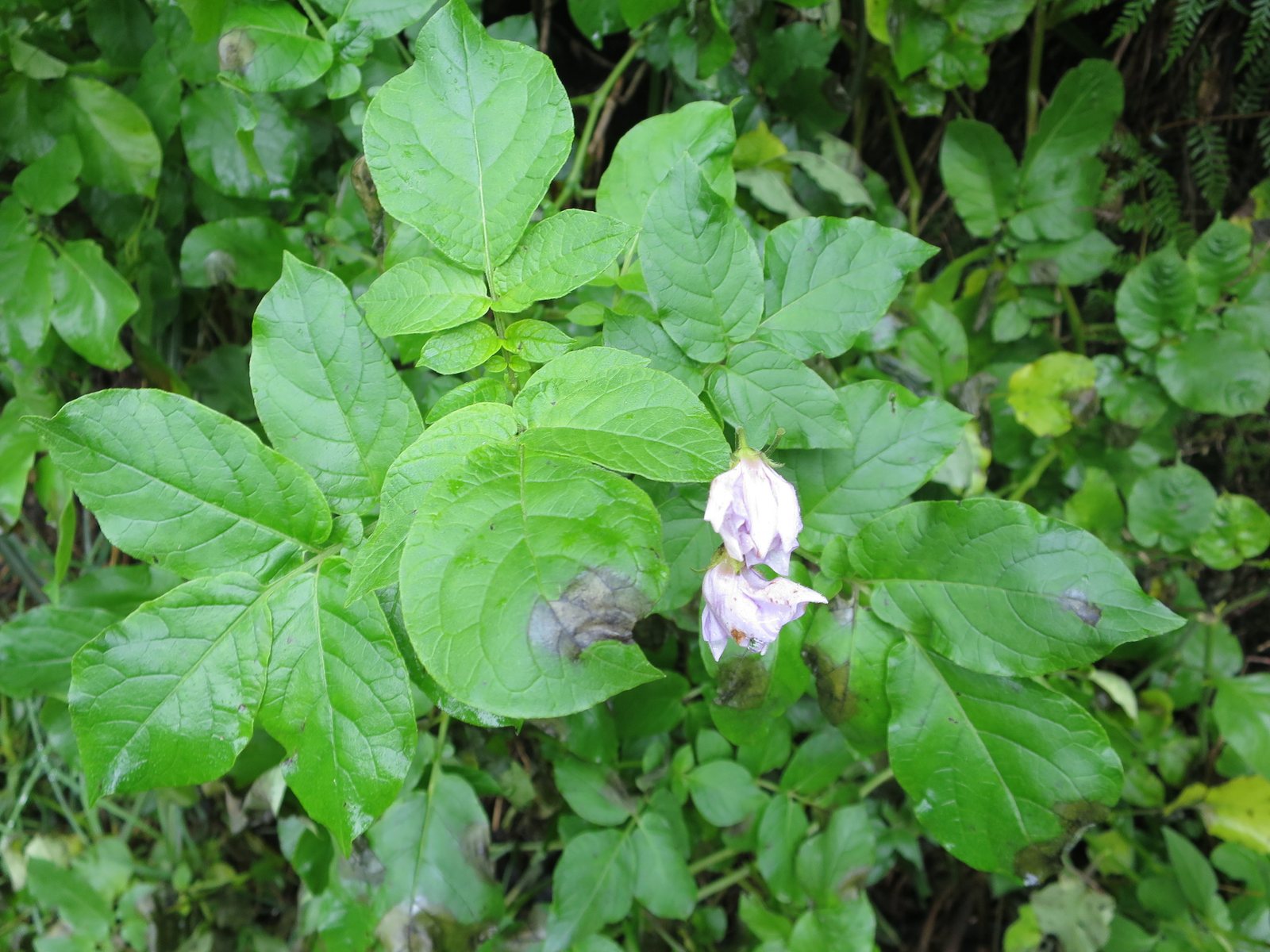 Maris Piper potato