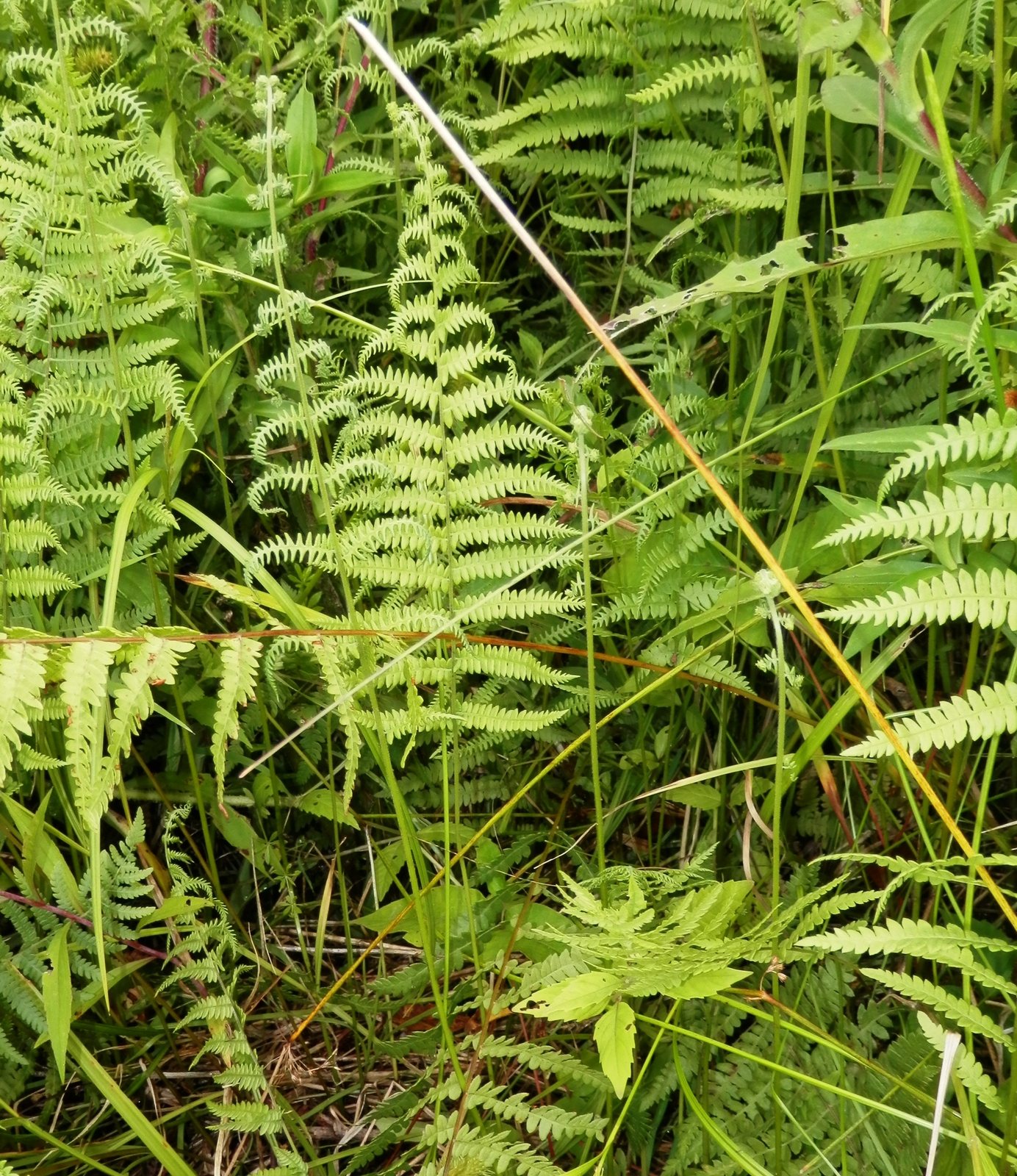 Marsh fern