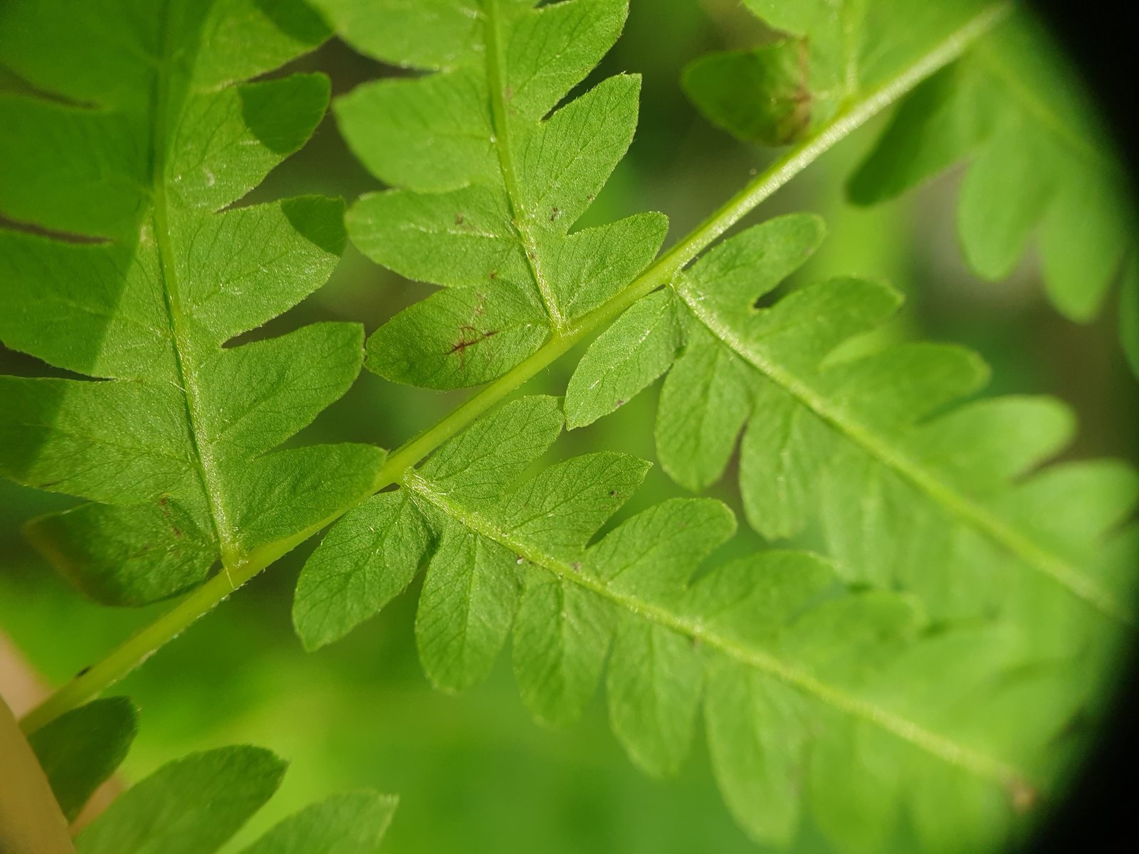Marsh fern