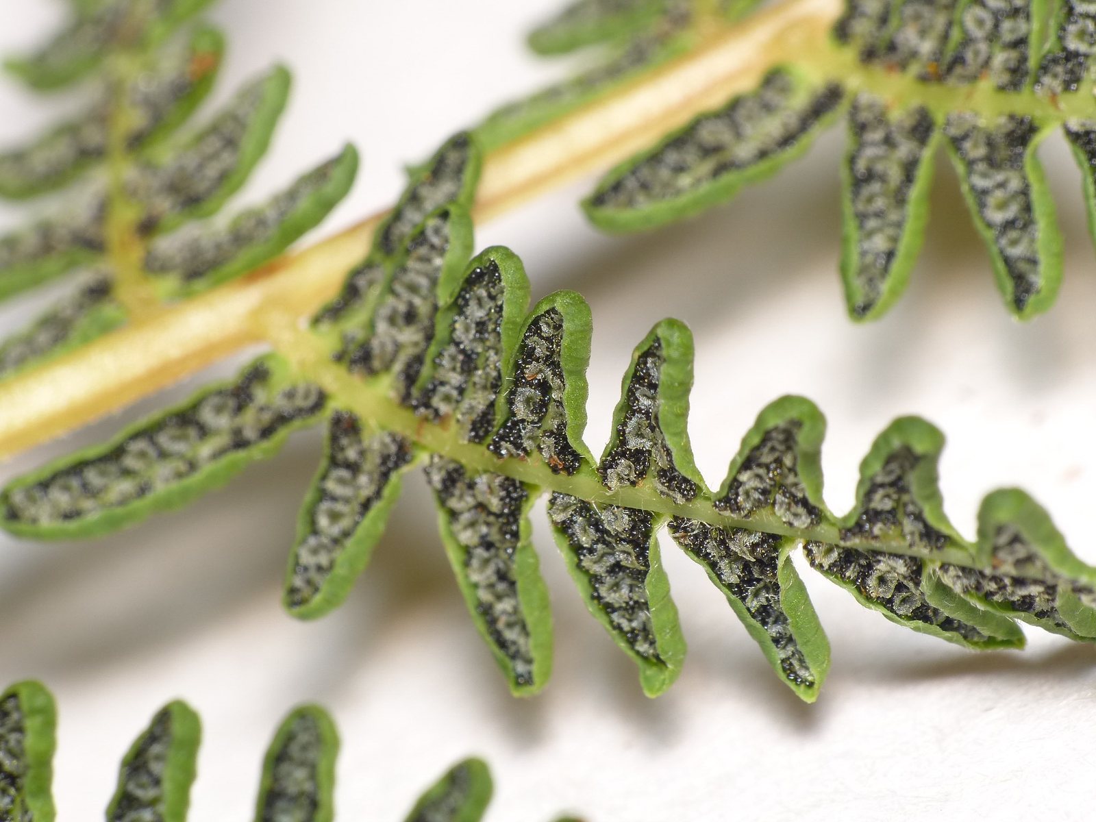 Marsh fern