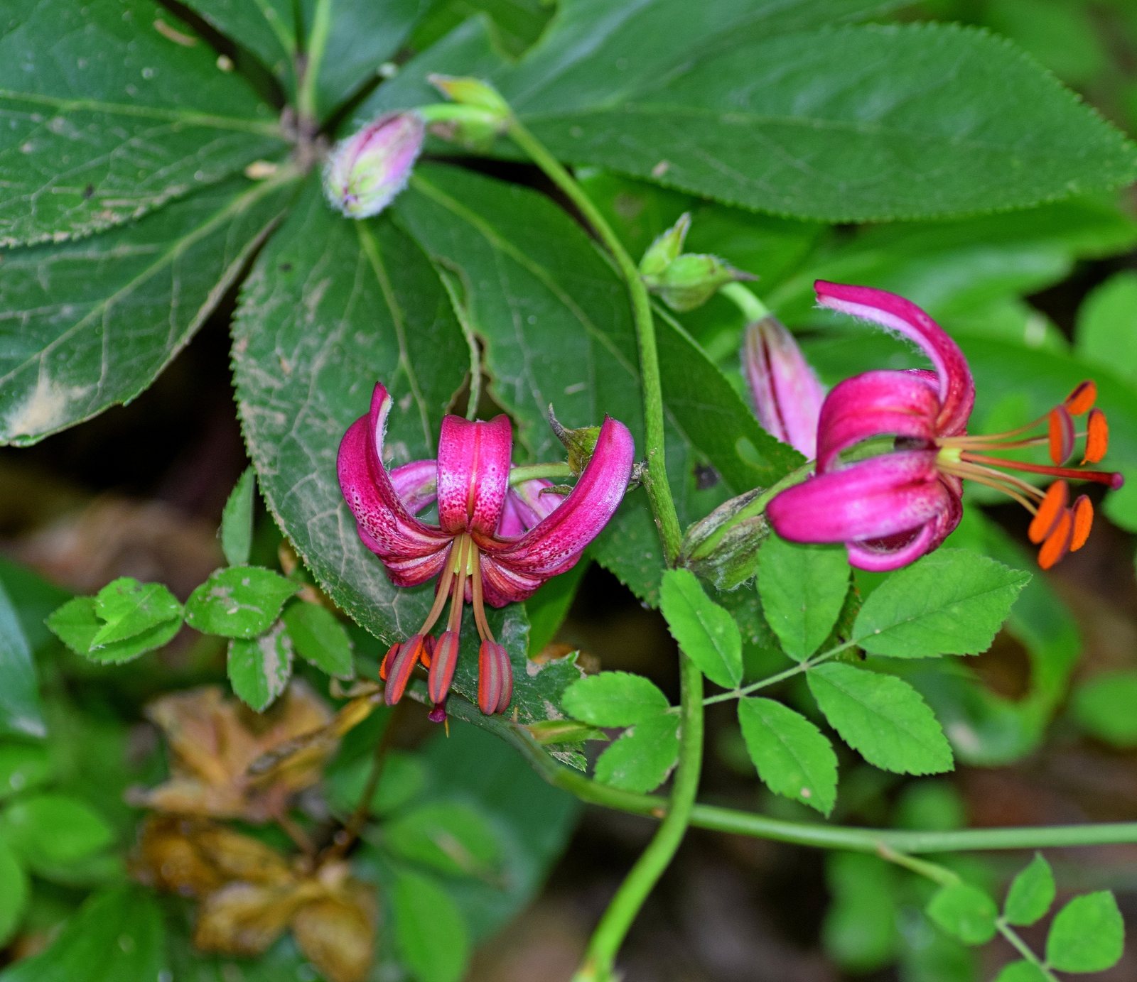 Martagon lily