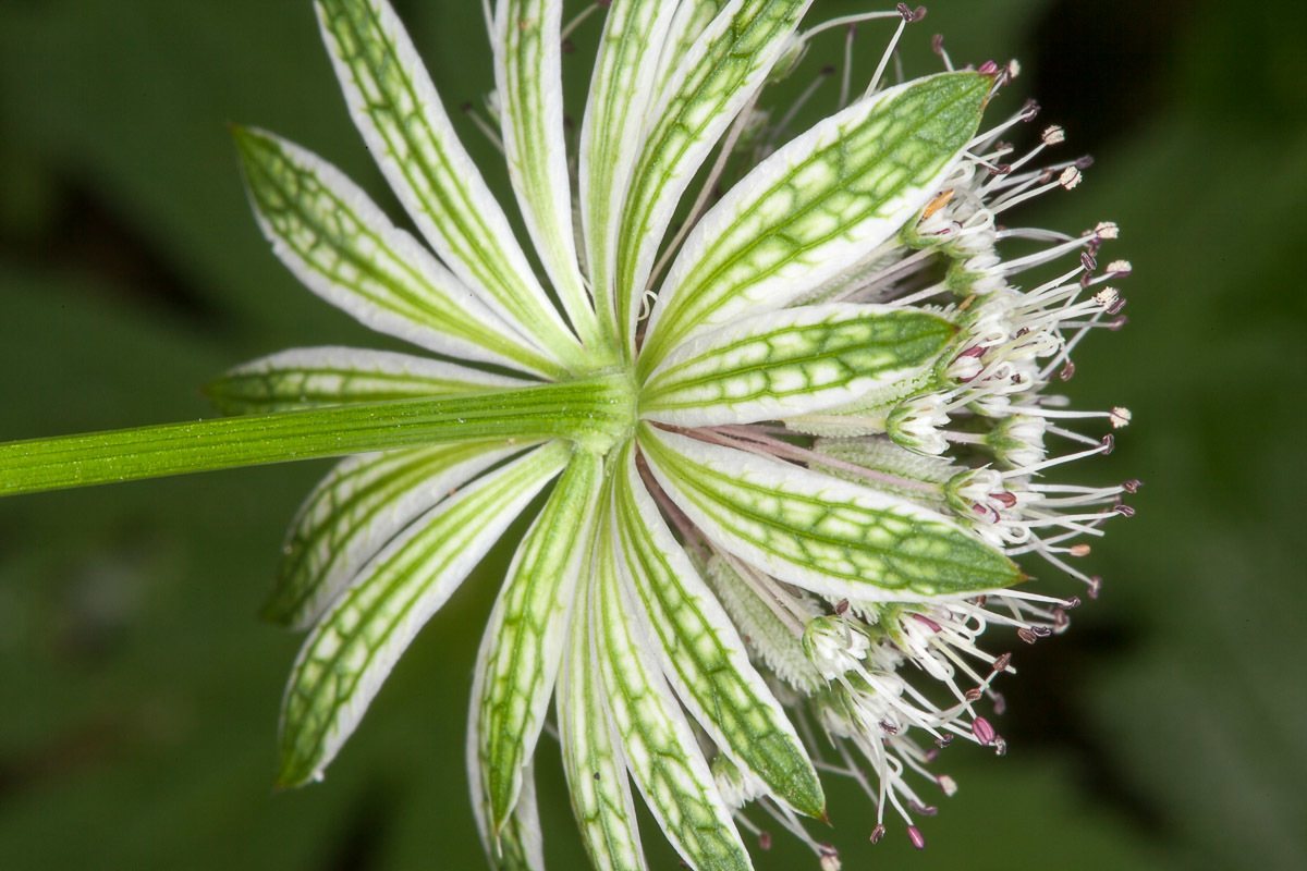 Masterwort