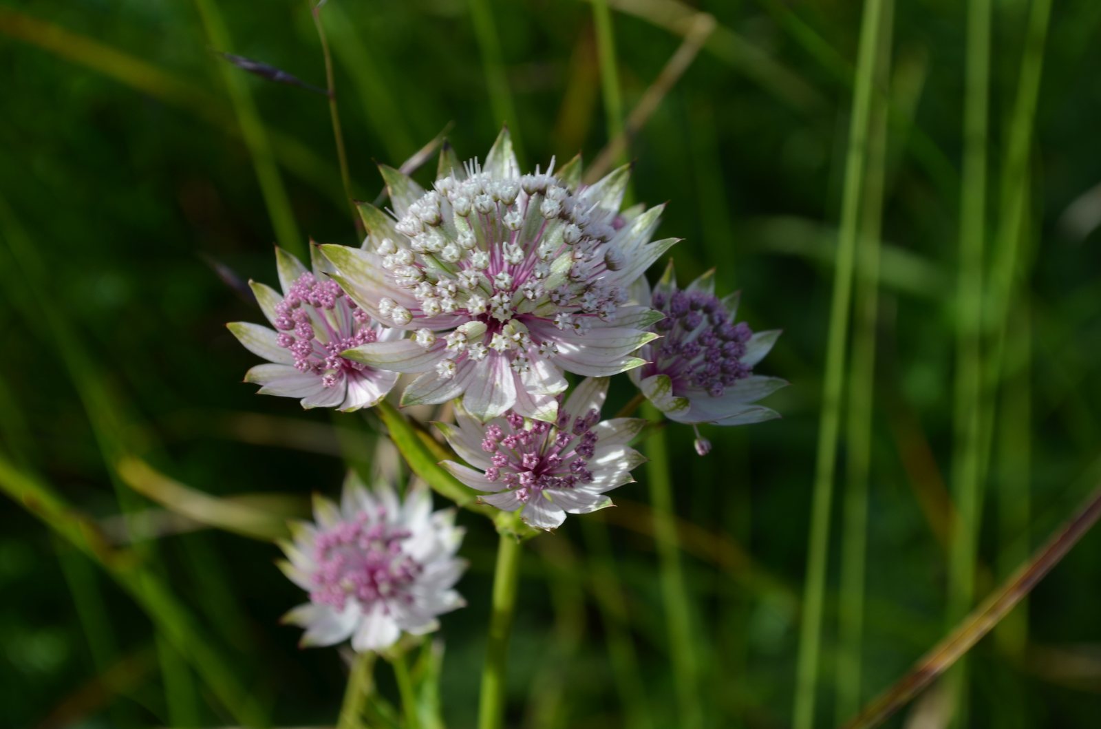 Masterwort 'Roma'