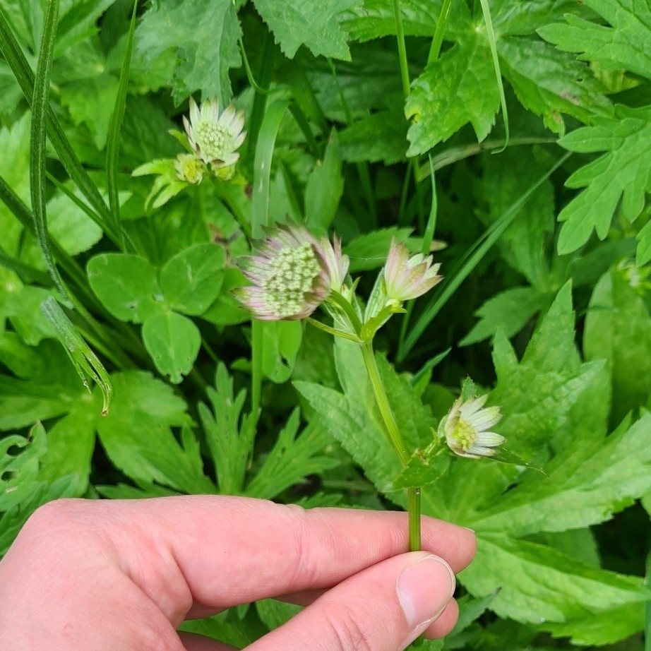 Masterwort 'Roma'