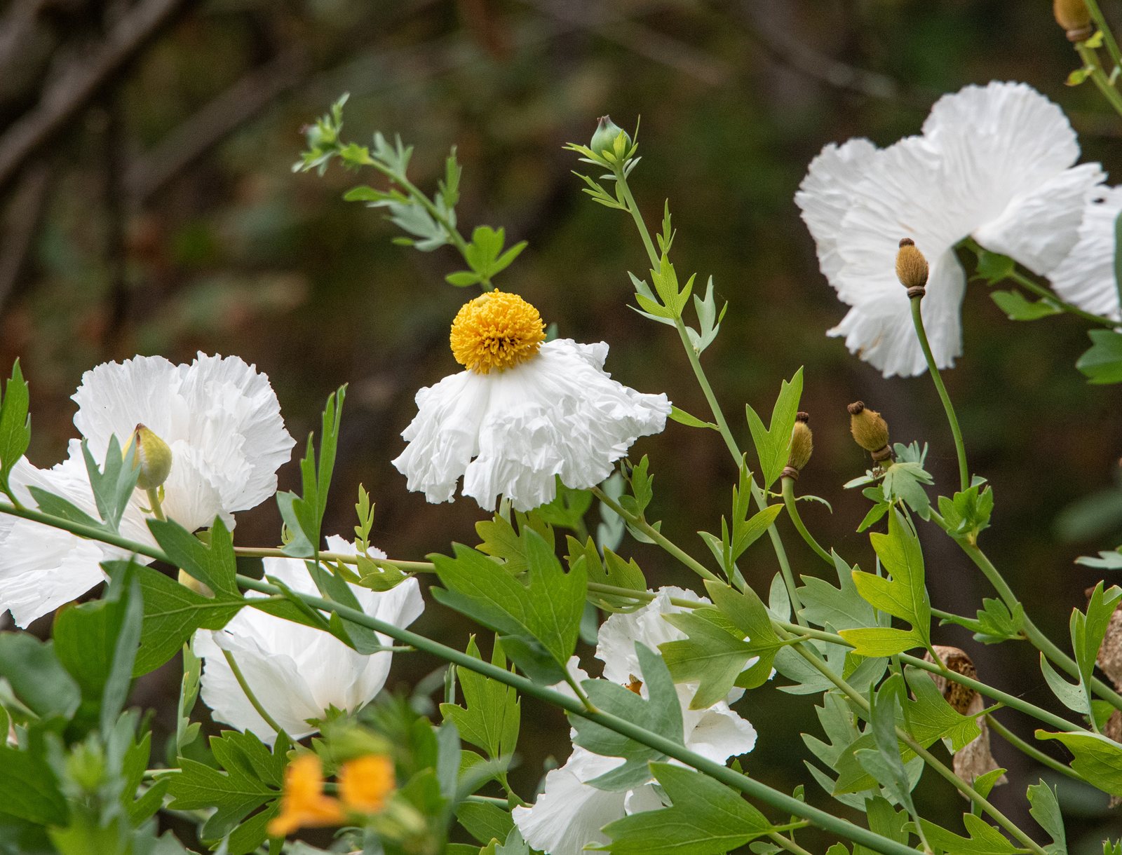 Matilija poppy