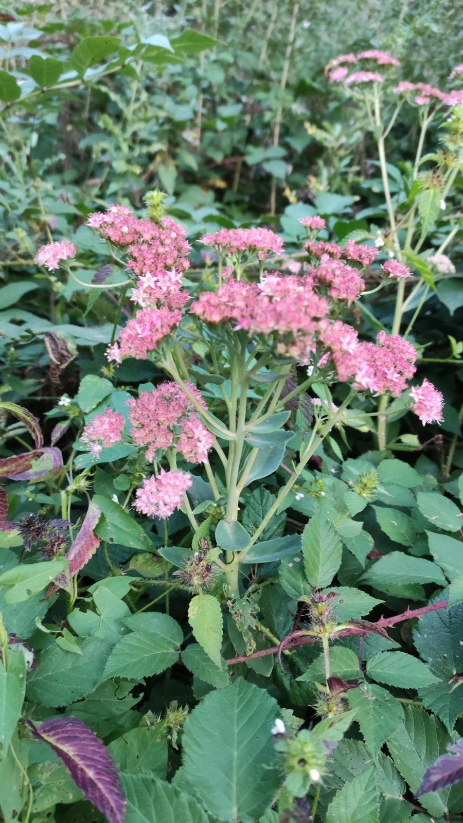 Matrona sedum