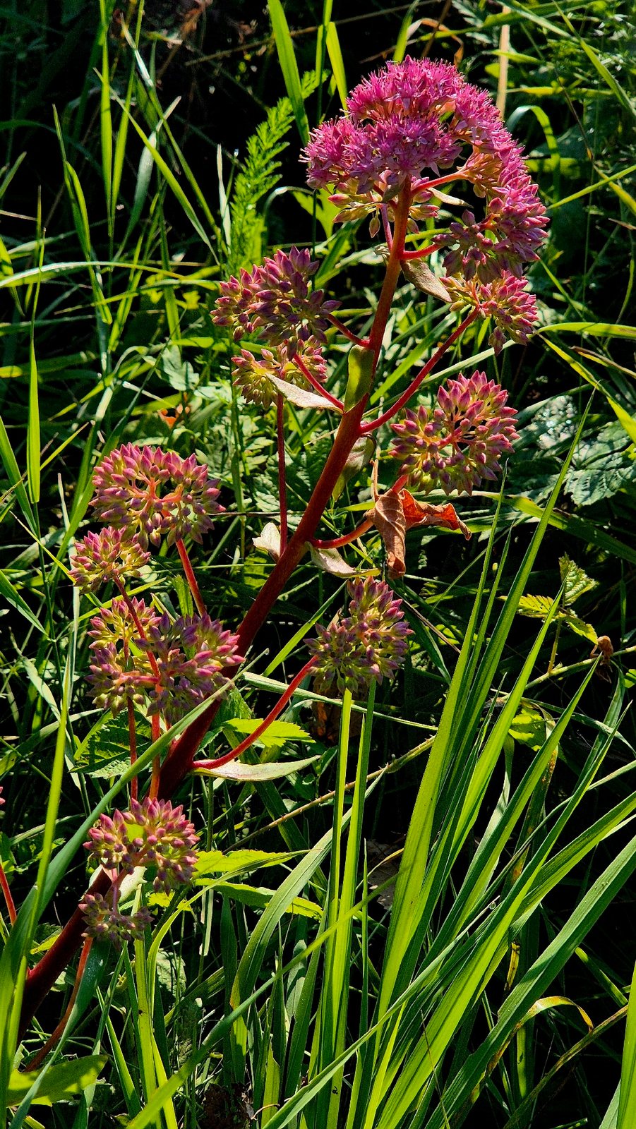 Matrona sedum