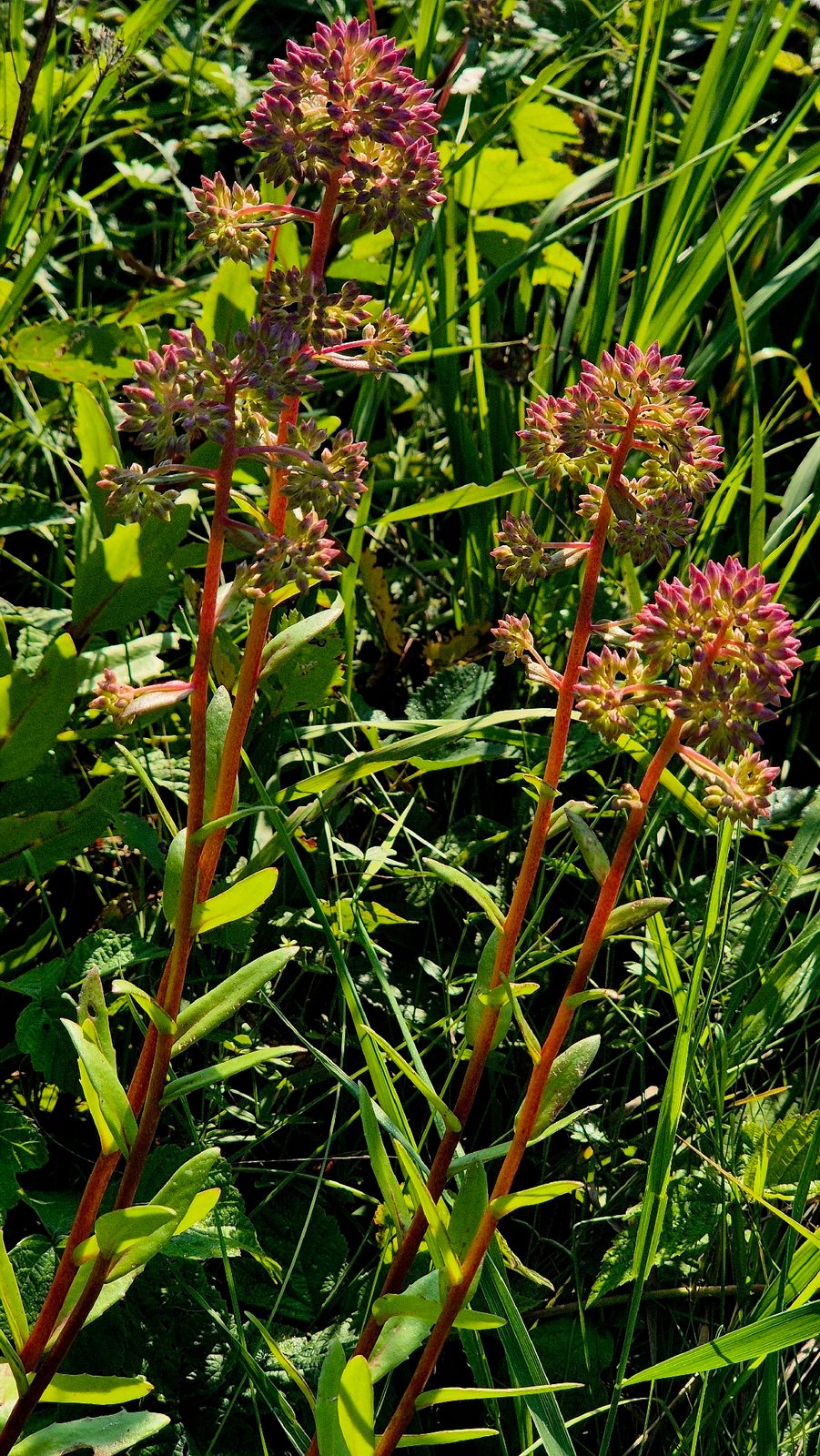 Matrona sedum