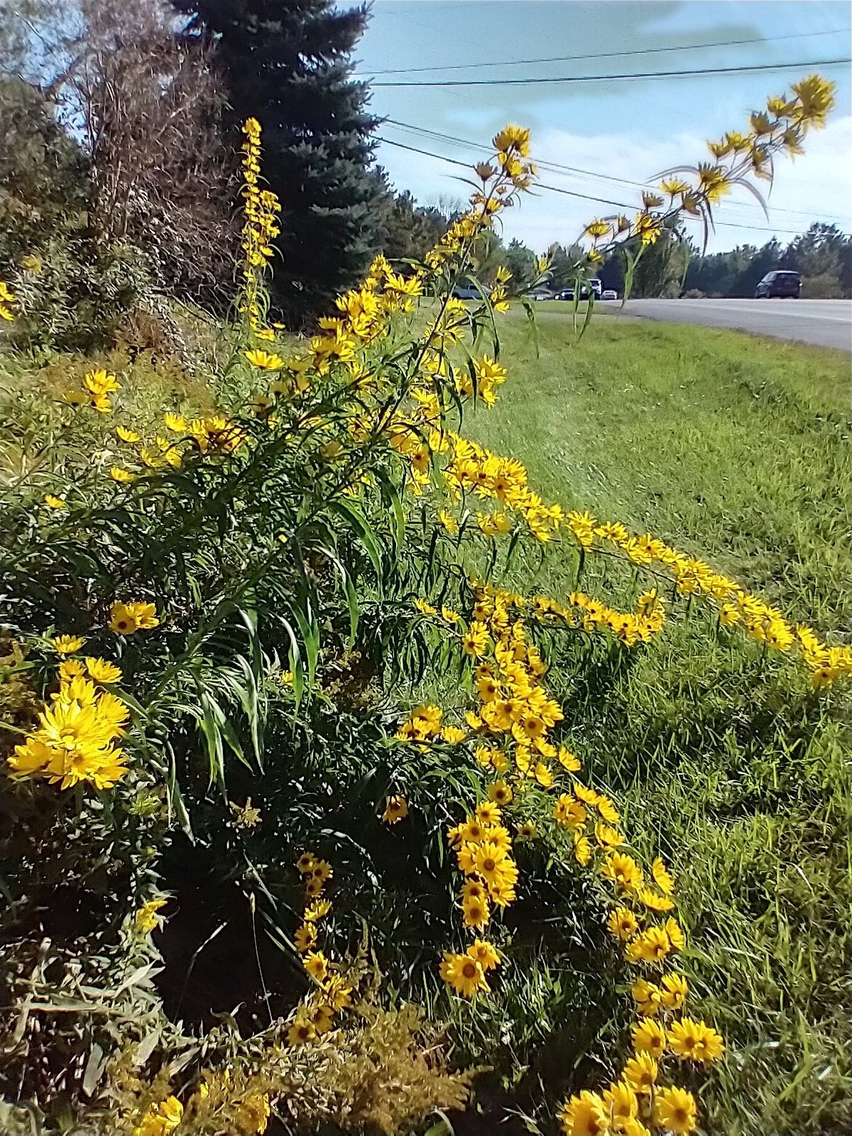 Maximilian sunflower