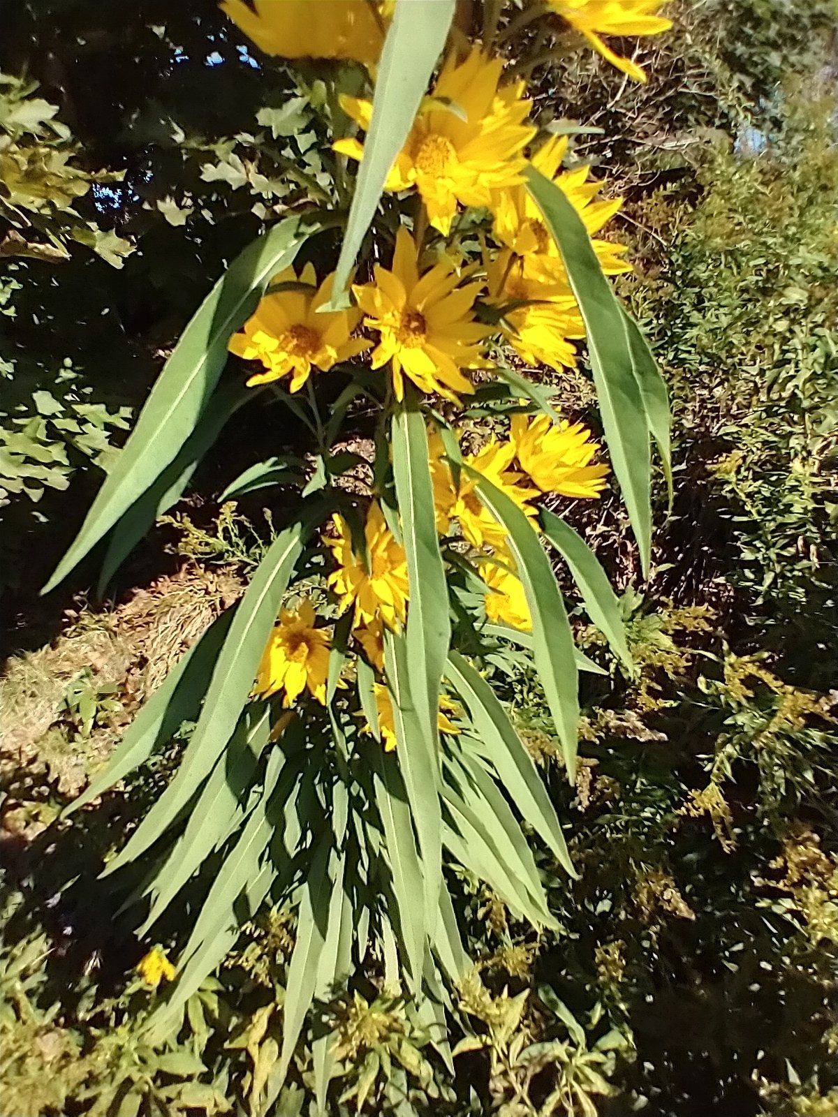 Maximilian sunflower