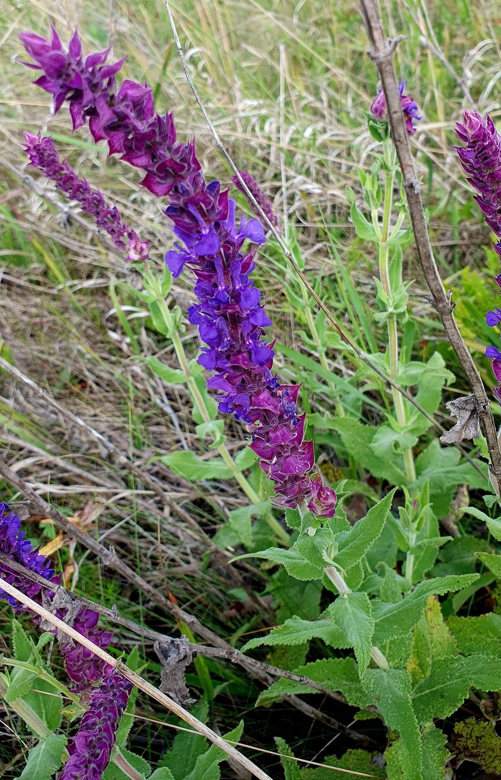 May Night salvia