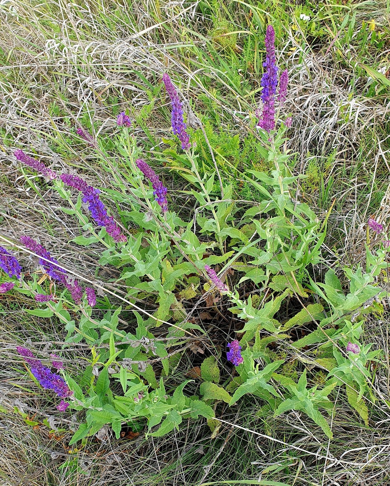 May Night salvia