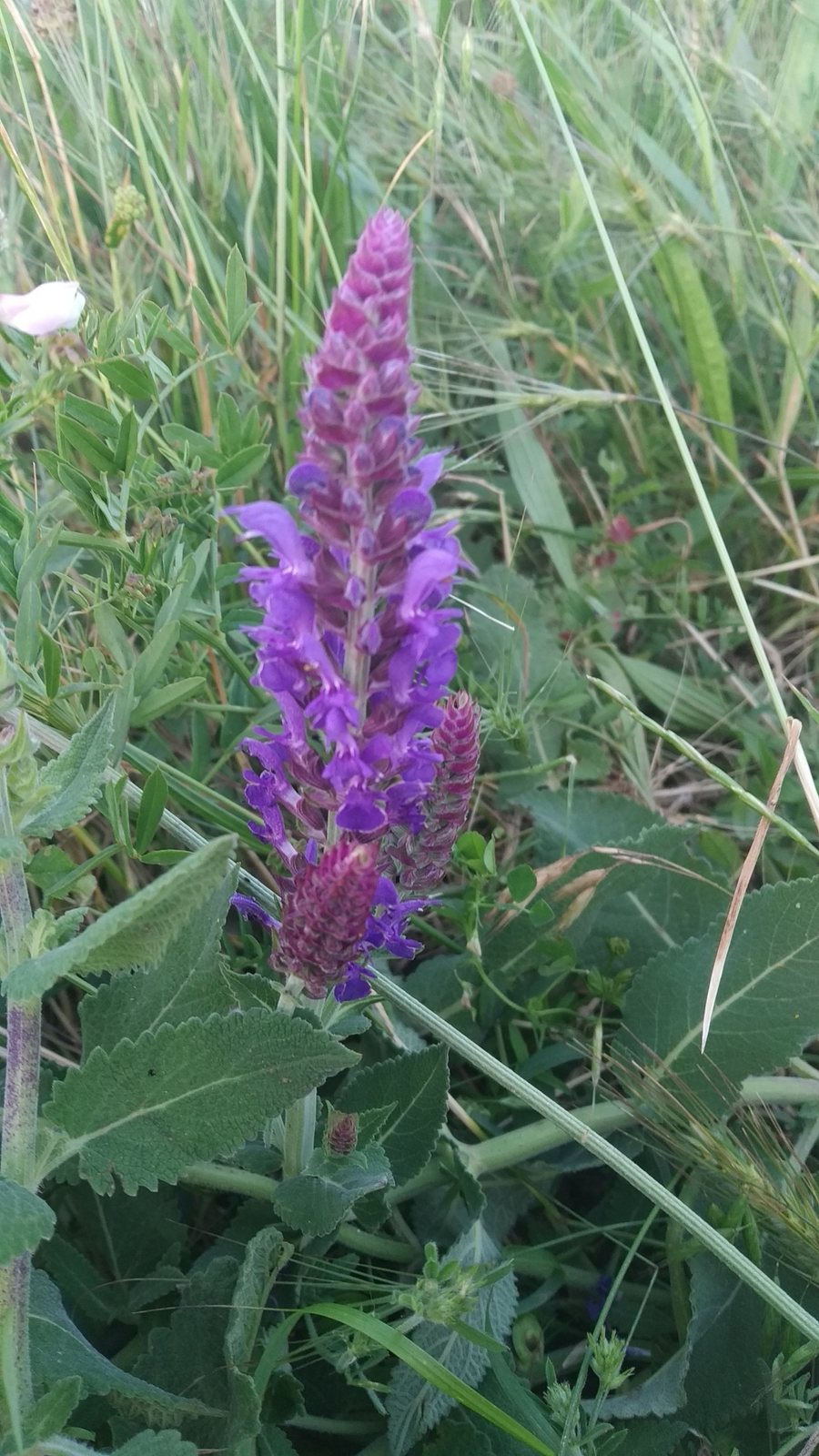 May Night salvia