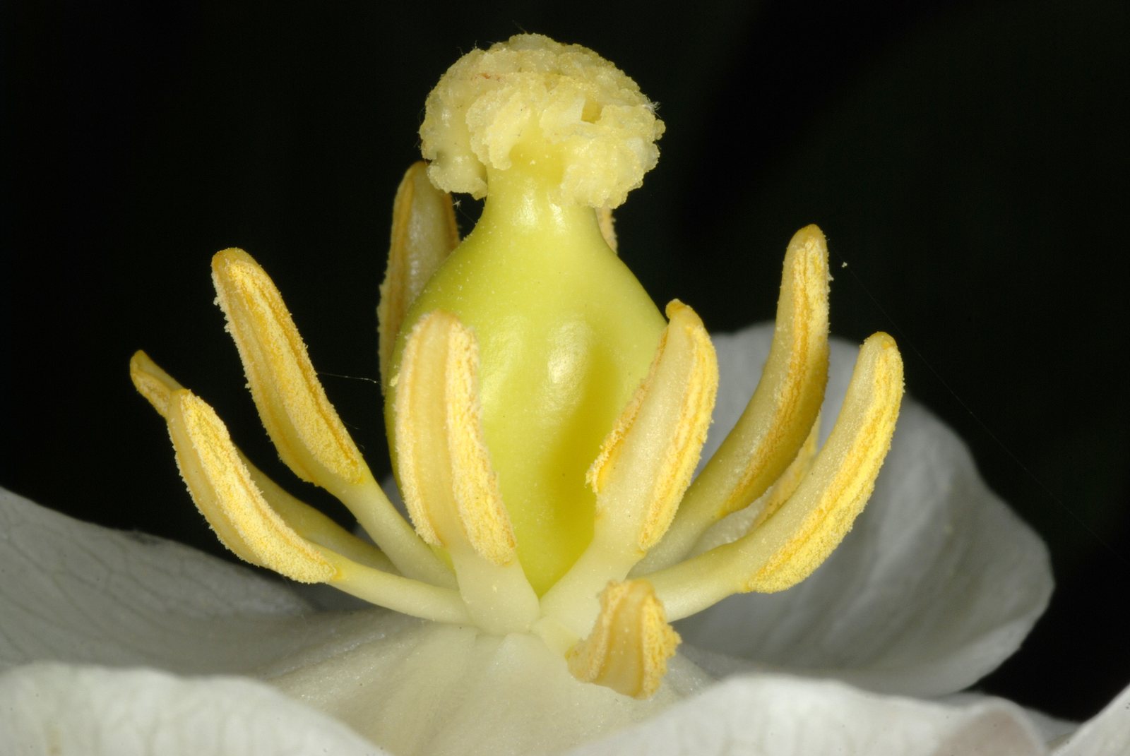 Mayapple