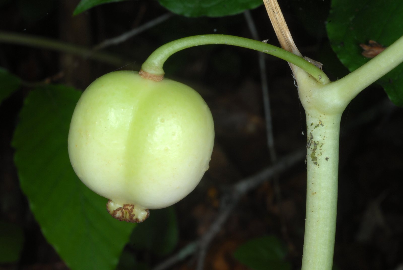 Mayapple