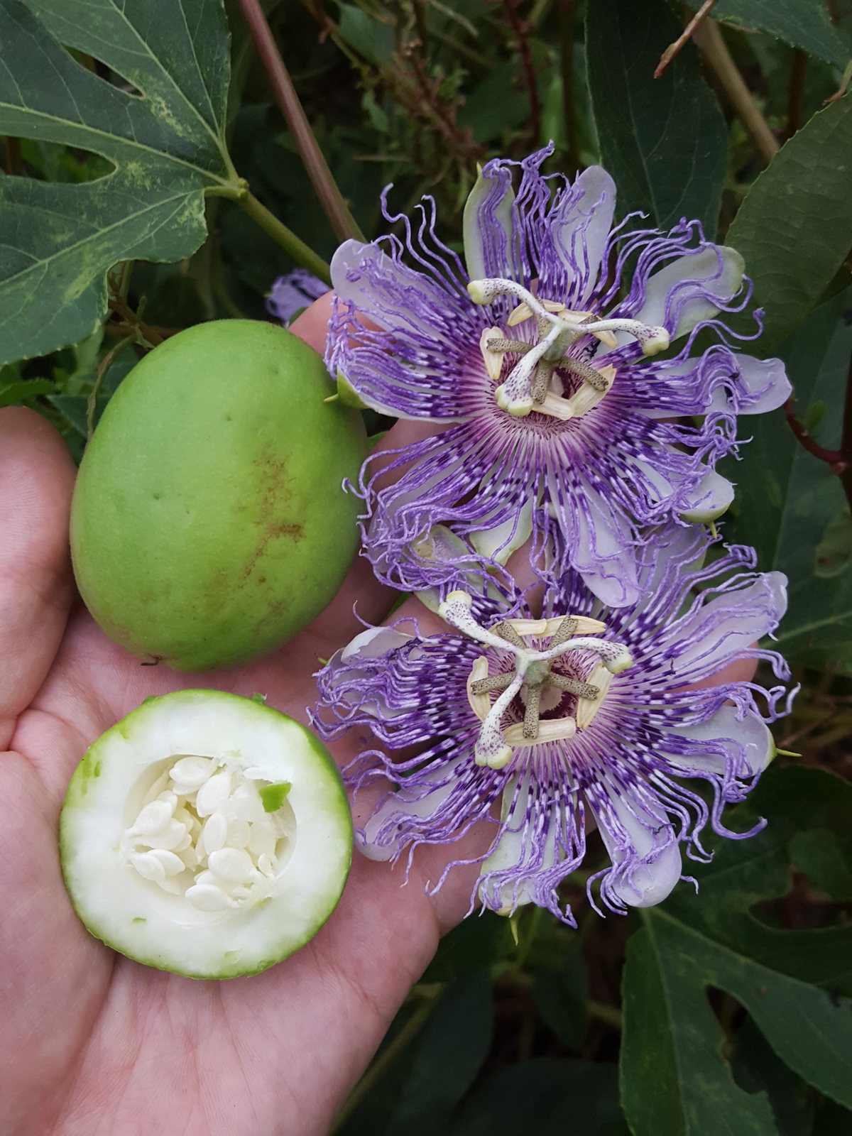 Maypop (hardy passionflower)