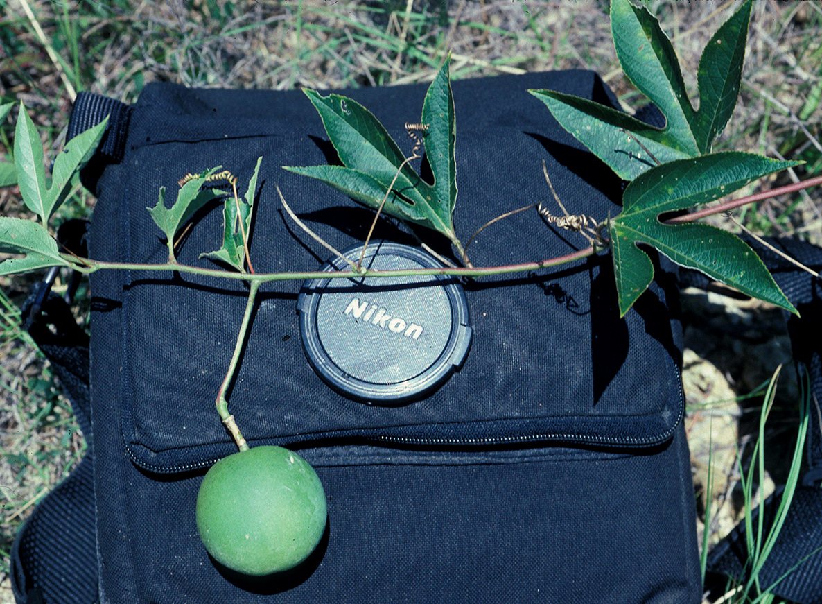Maypop (hardy passionflower)