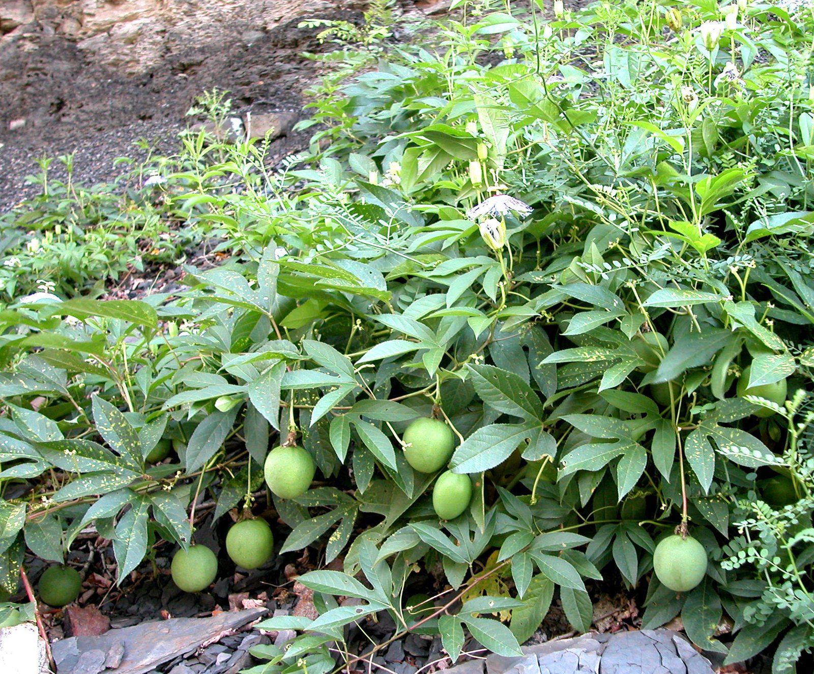 Maypop (hardy passionflower)