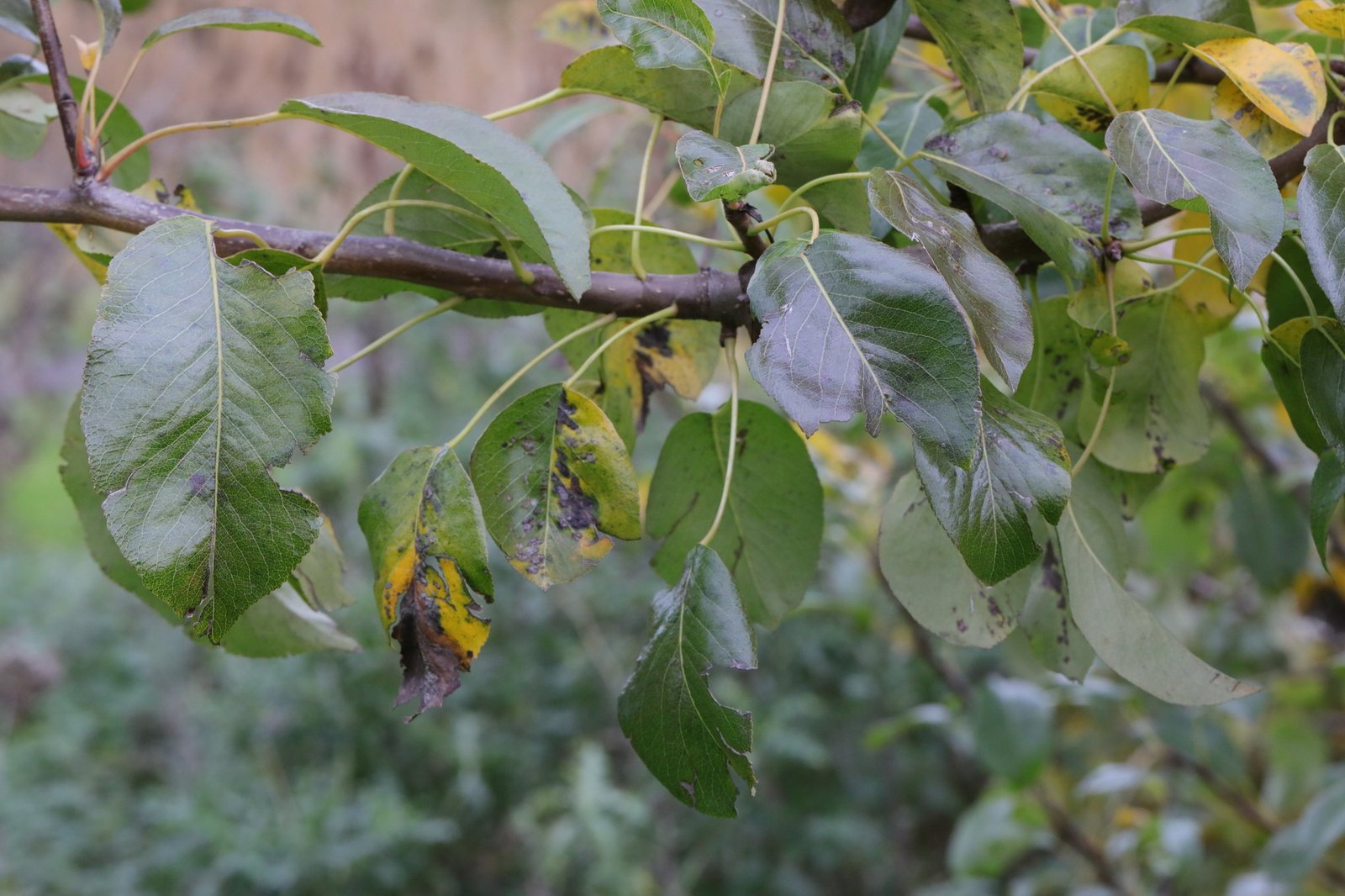 McIntosh apple