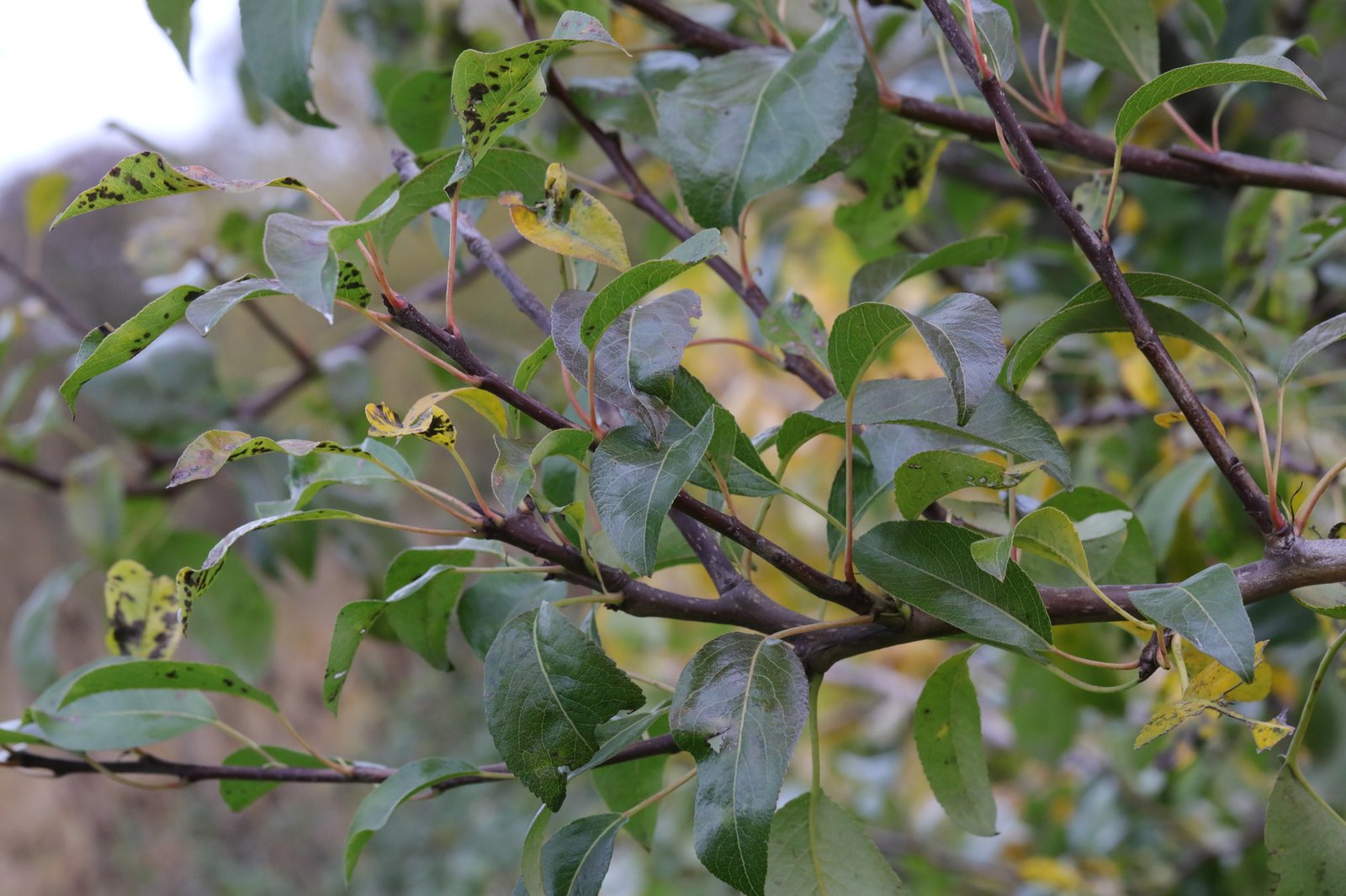McIntosh apple