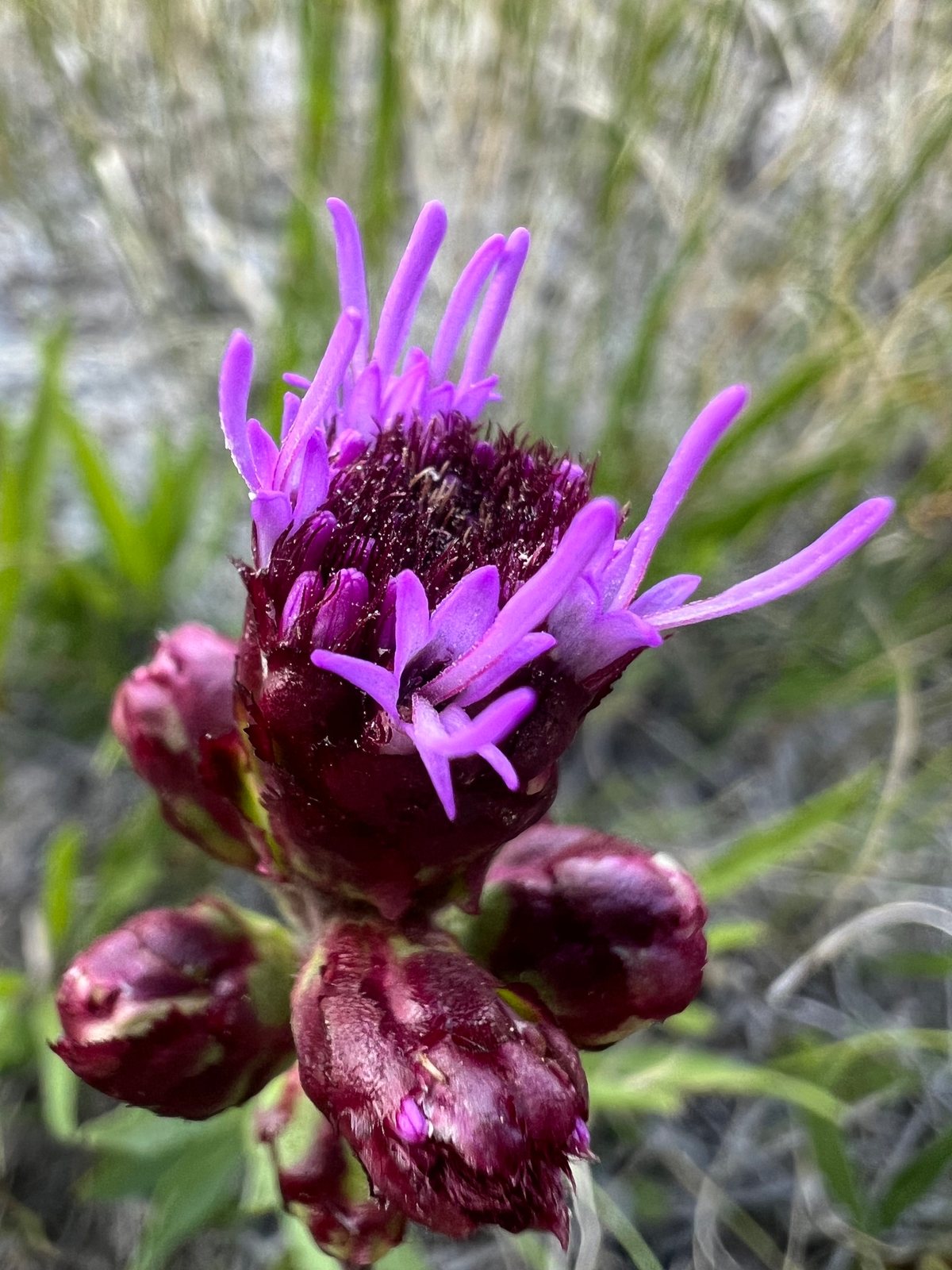 Meadow blazing star