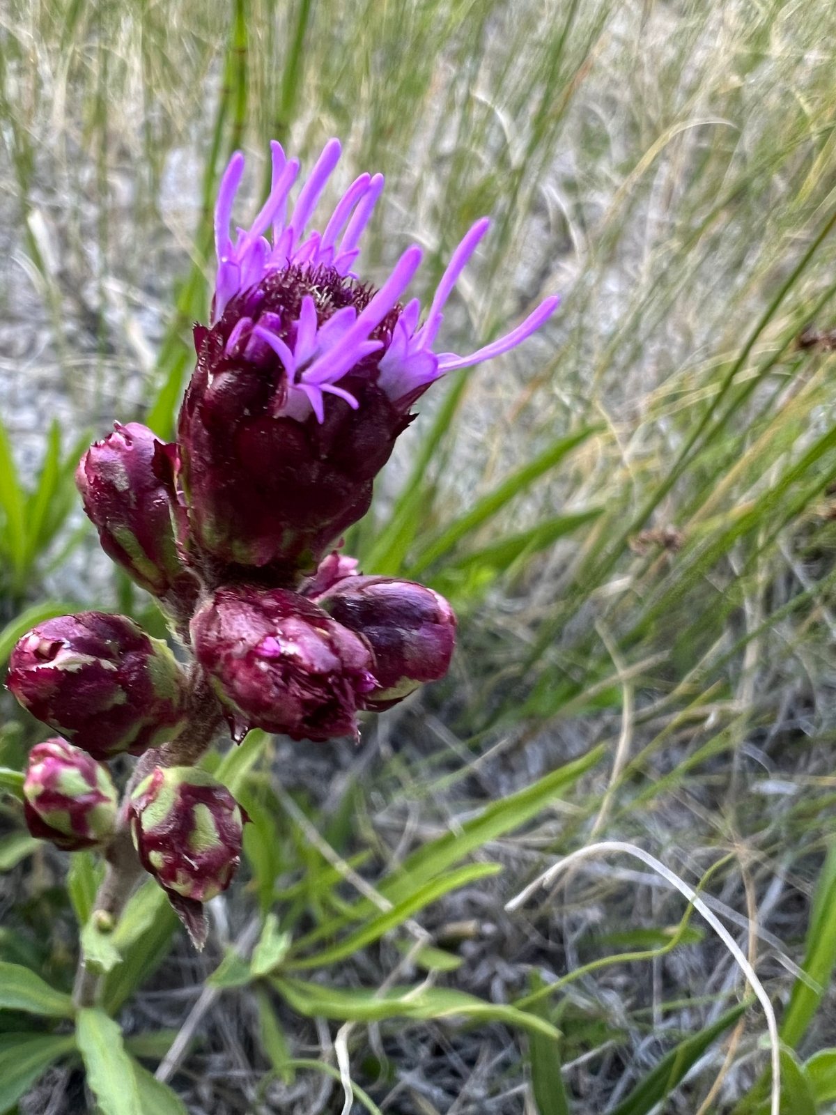 Meadow blazing star