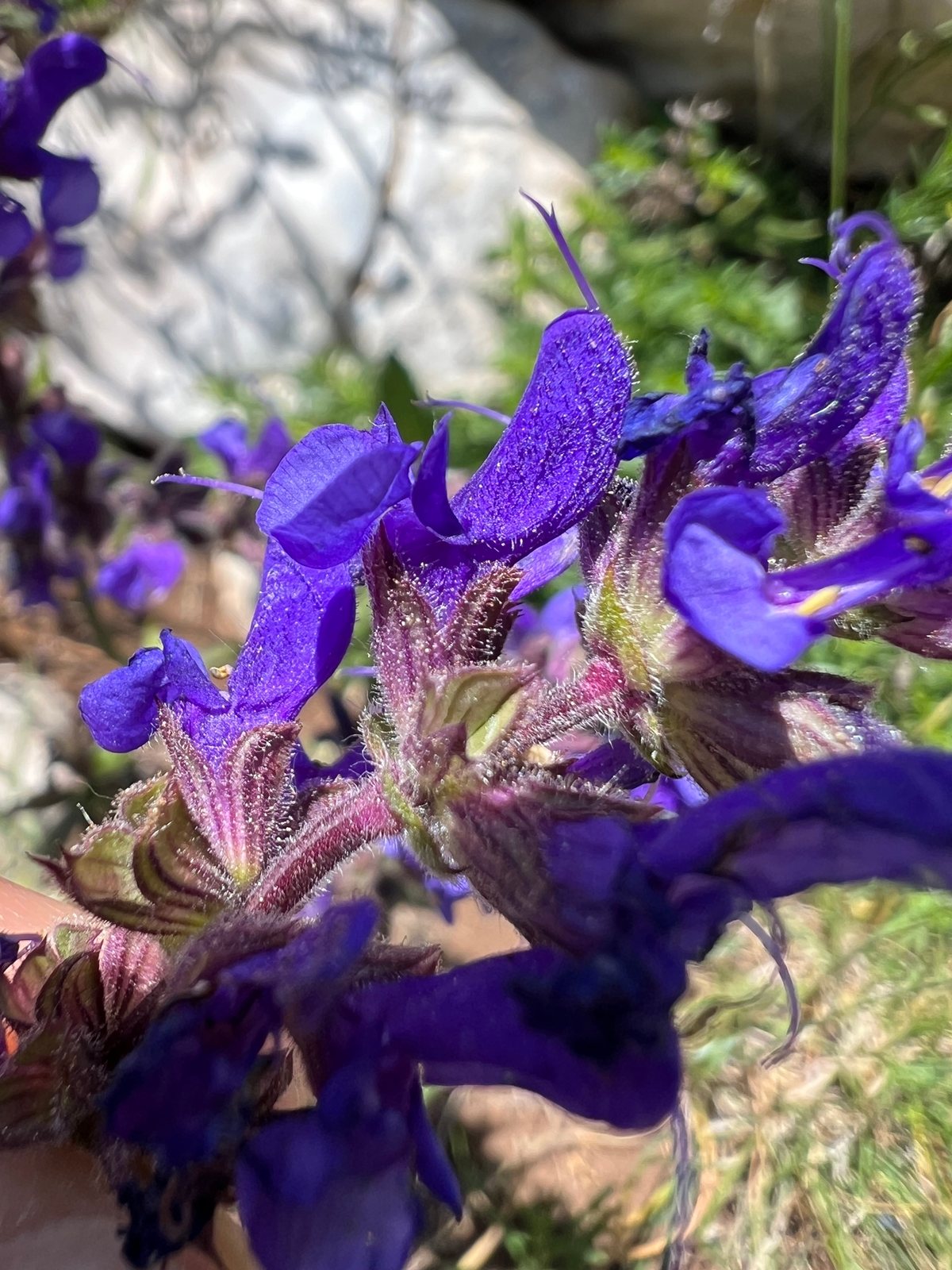 Meadow clary