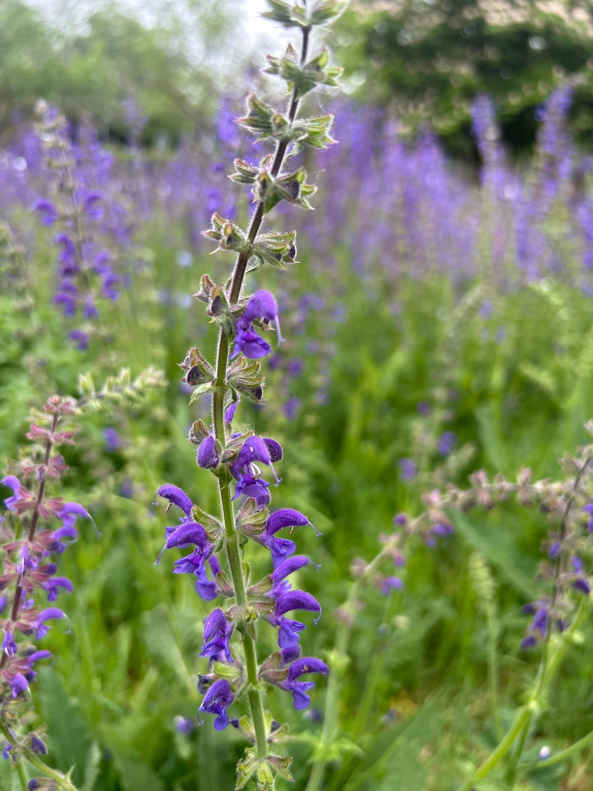 Meadow clary