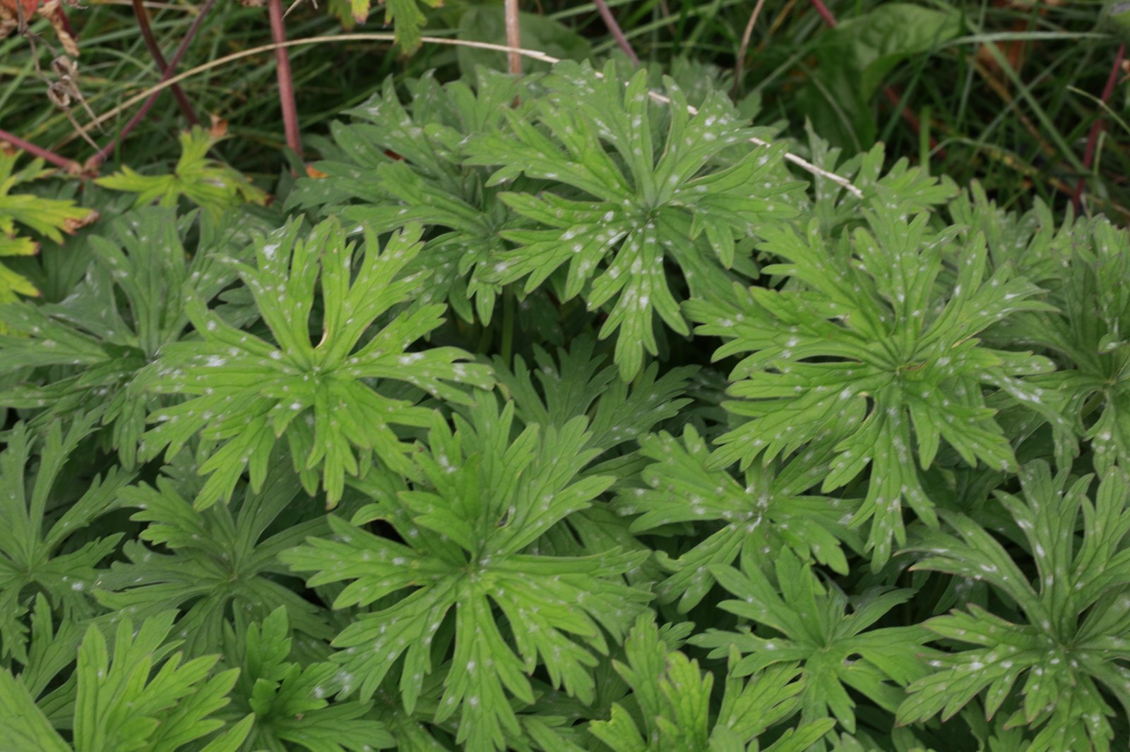 Meadow cranesbill