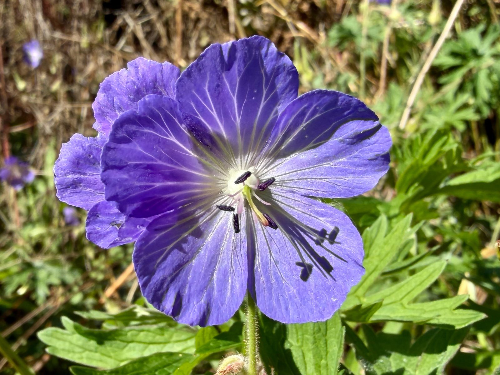 Meadow cranesbill