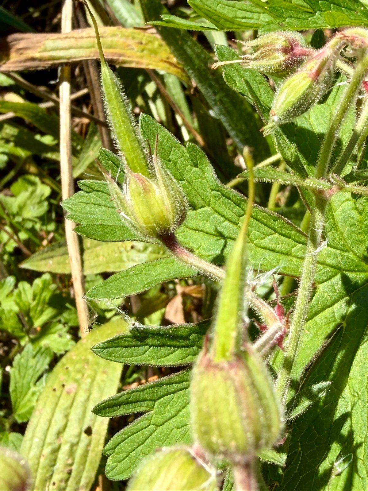 Meadow cranesbill