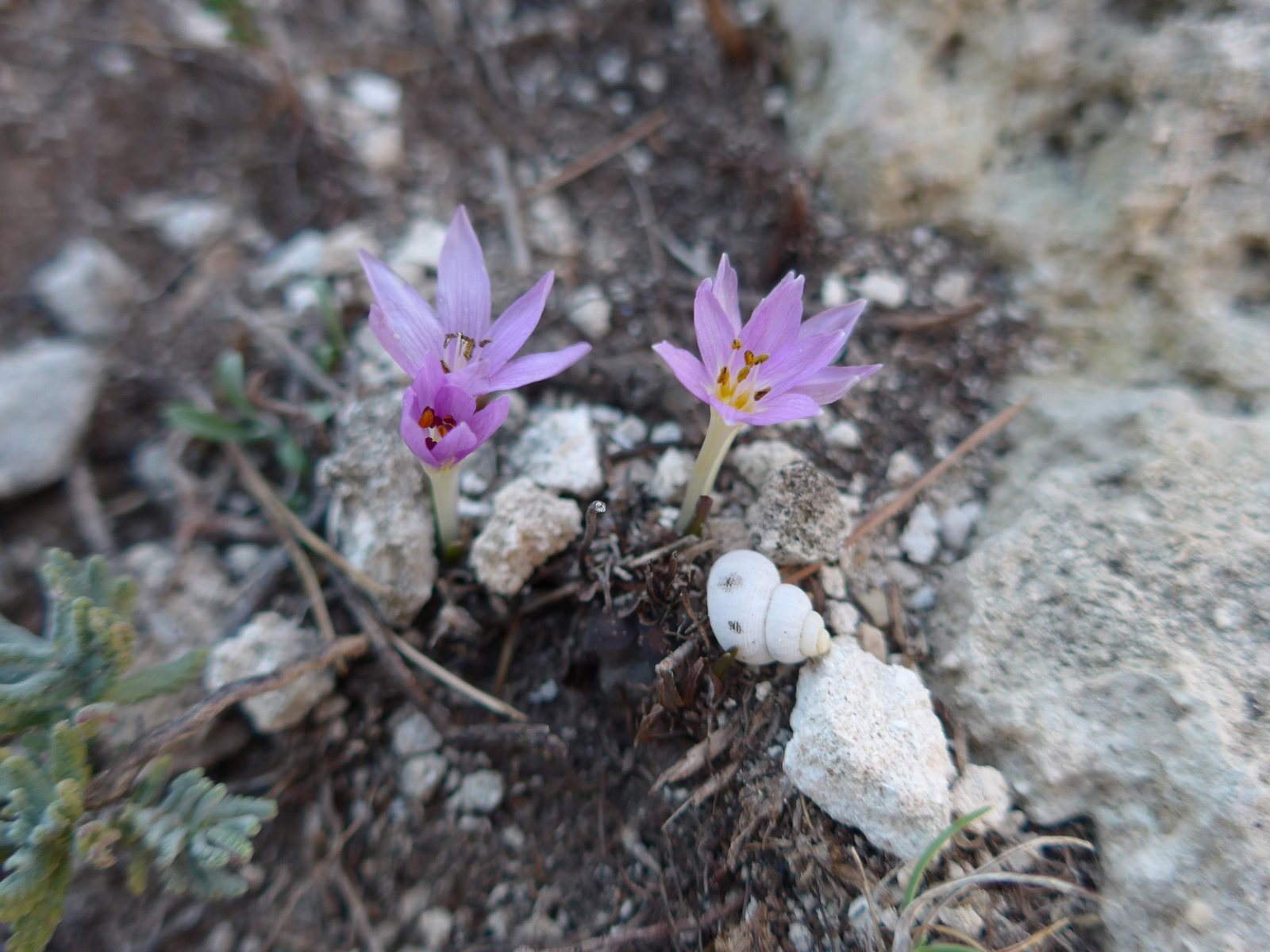 Meadow saffron