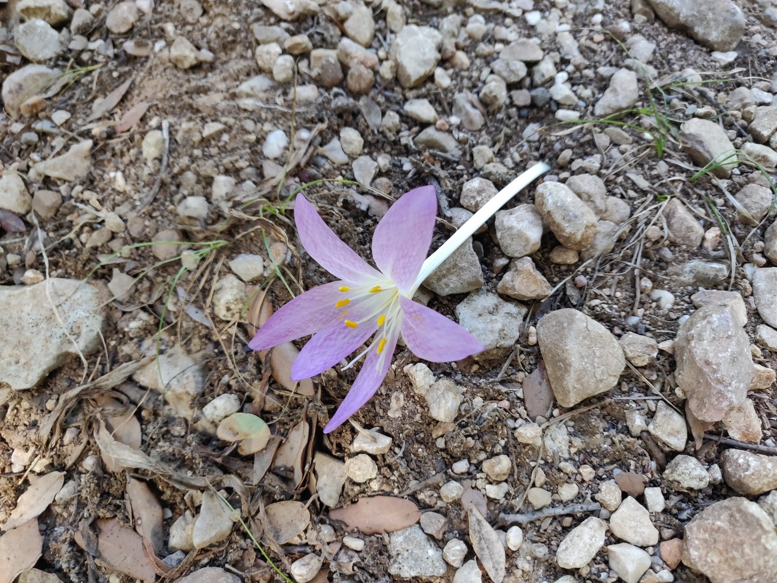 Meadow saffron